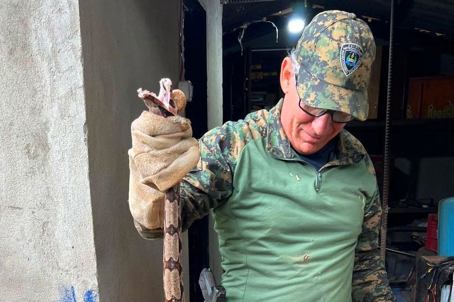 Guarda Ambiental resgata jiboia presa a telhado de residência de Palmas