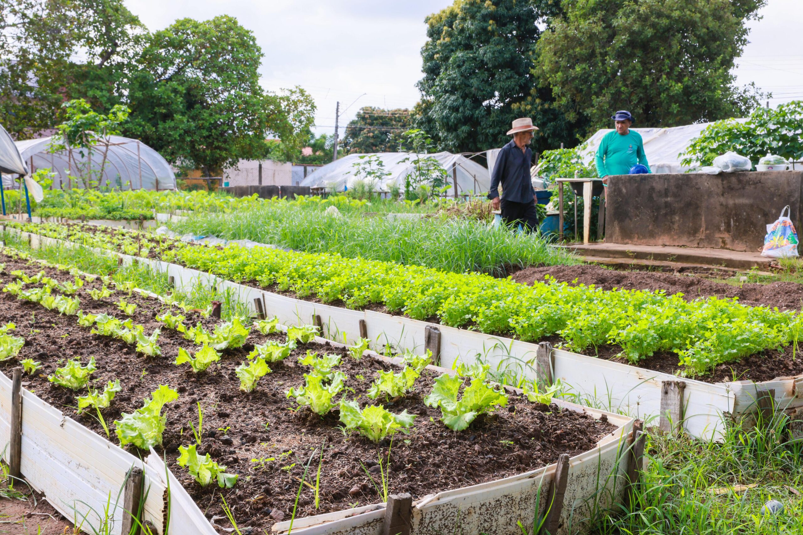 Prefeitura de Palmas reformará seis hortas comunitárias na Capital