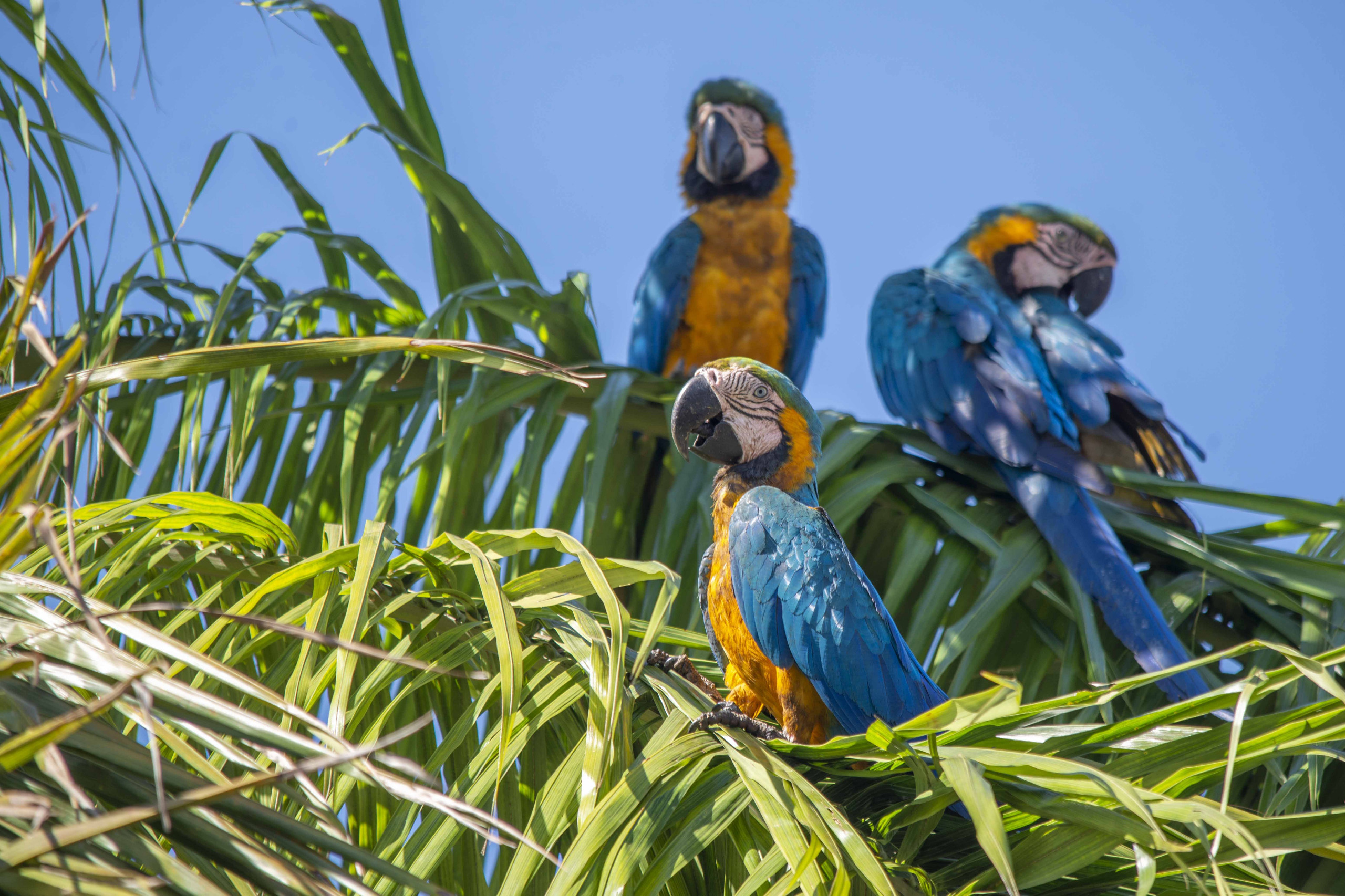 Prefeitura destaca espécies em período reprodutivo no Cerrado