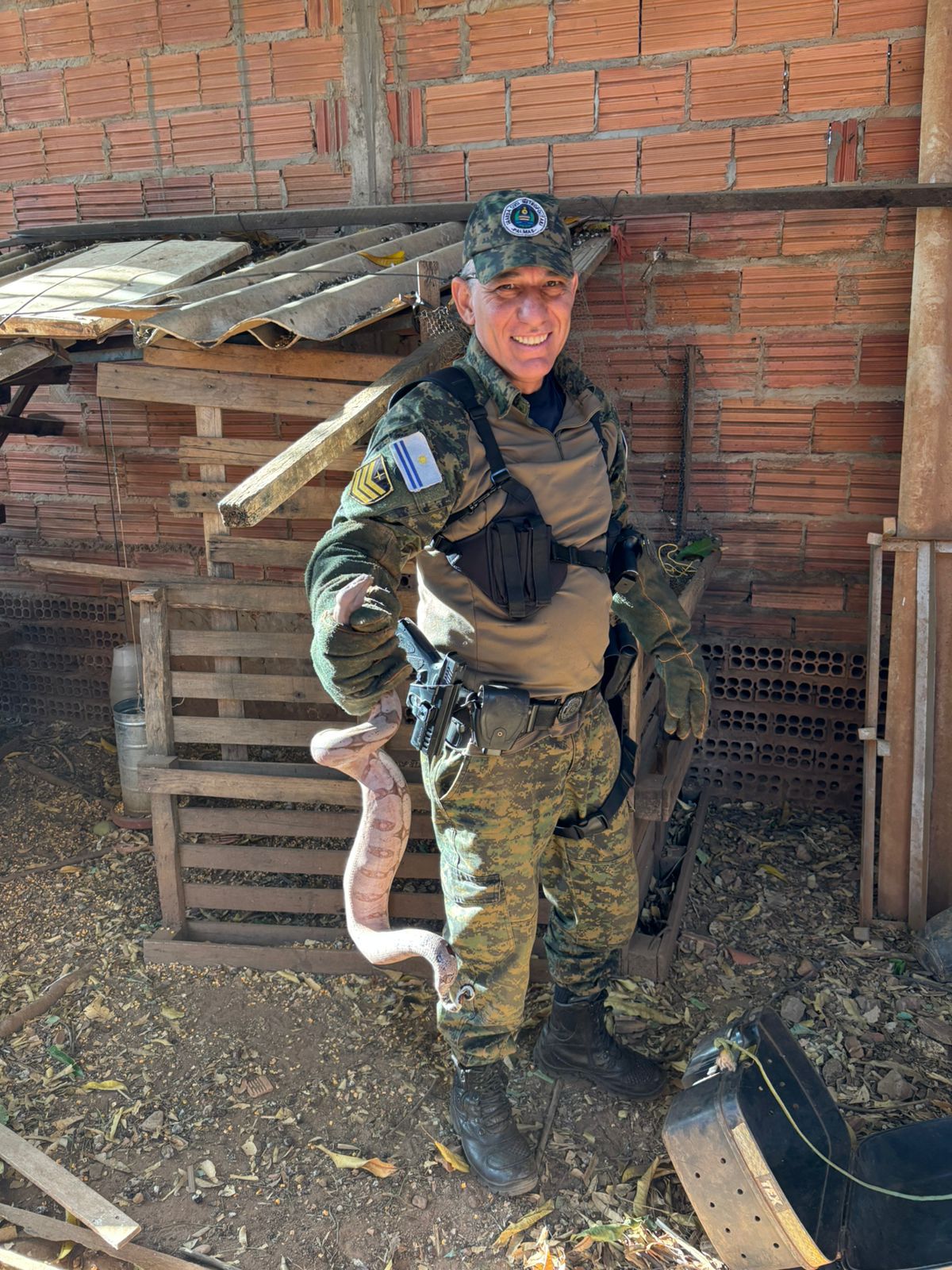 A população deve acionar a equipe da Guarda Ambiental pelo número 153 para garantir a segurança das pessoas e dos animais