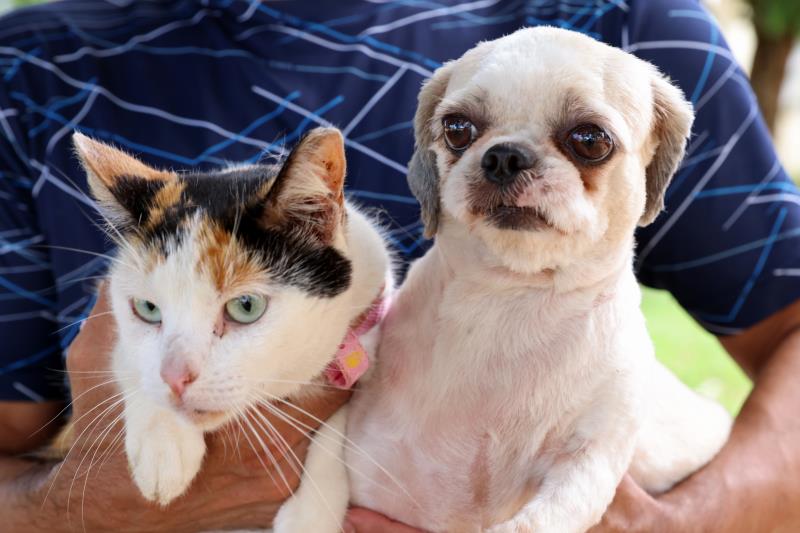 Semus disponibiliza cronograma atualizado de vacinação contra raiva em cães e gatos na zona rural