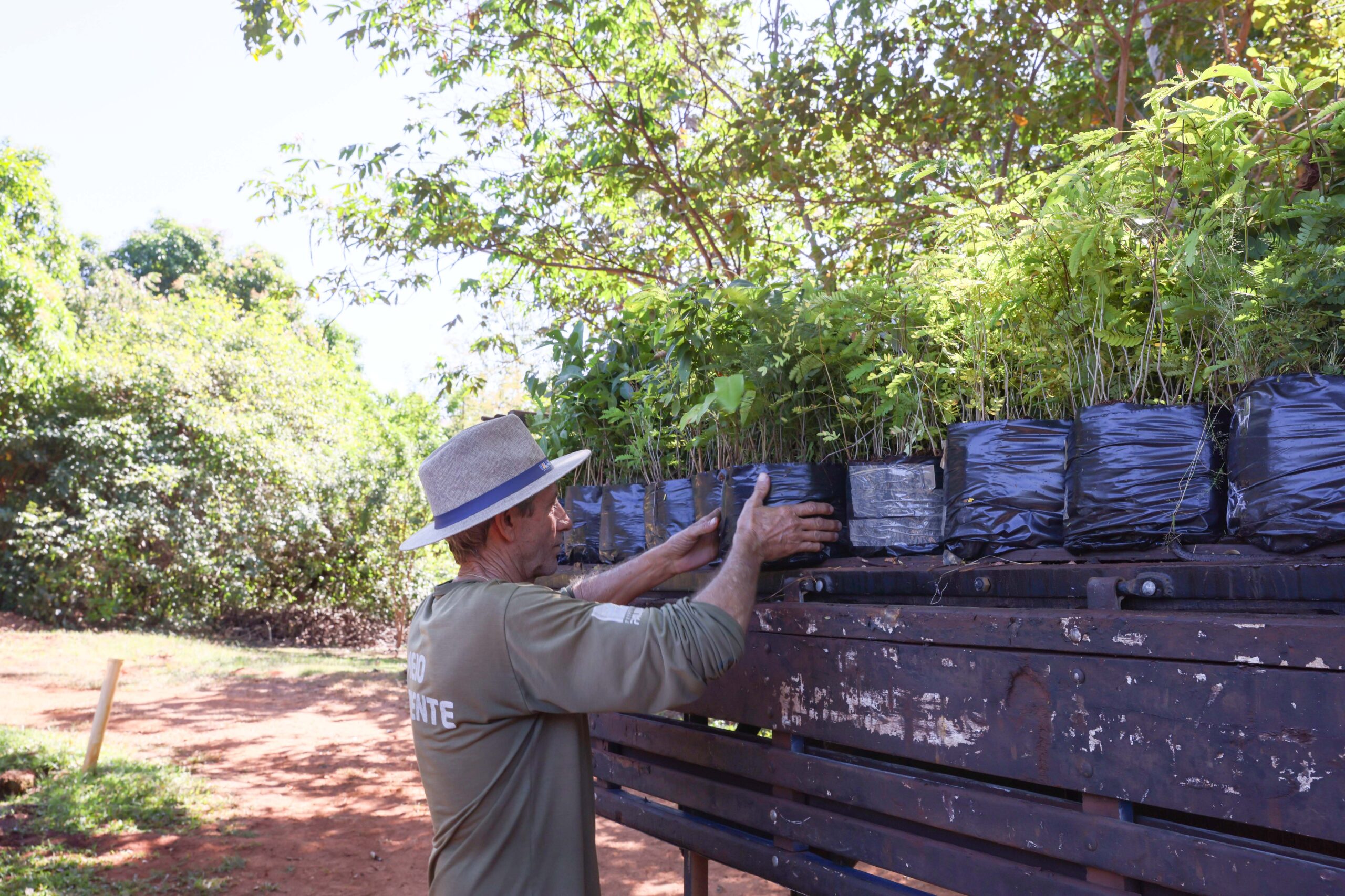 Viveiro Horto Florestal de Palmas recebe doação de 10 mil mudas nativas do Cerrado