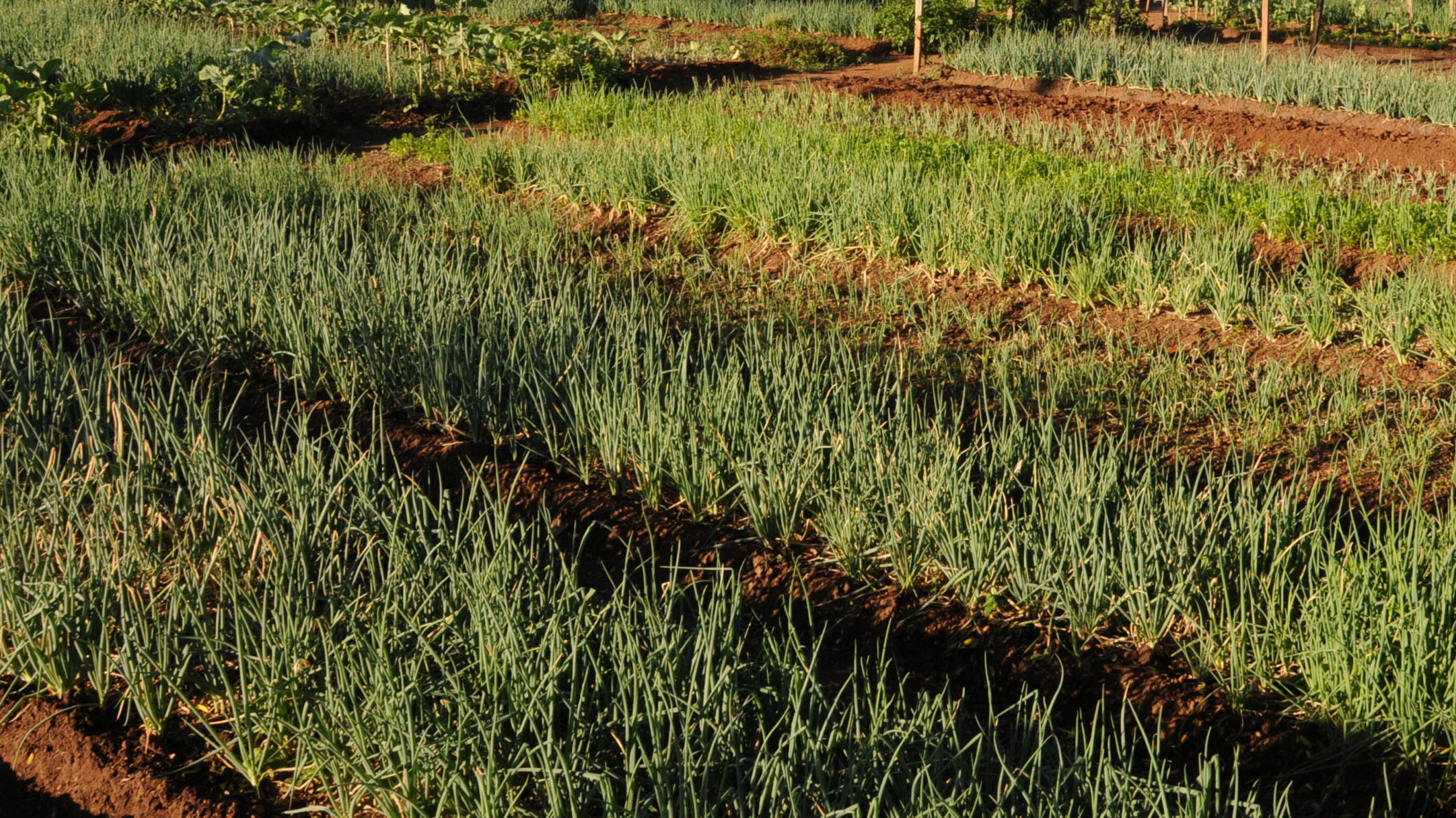Com o tema Horticultura, Seder realiza dia técnico na região do Taquaruçu Grande