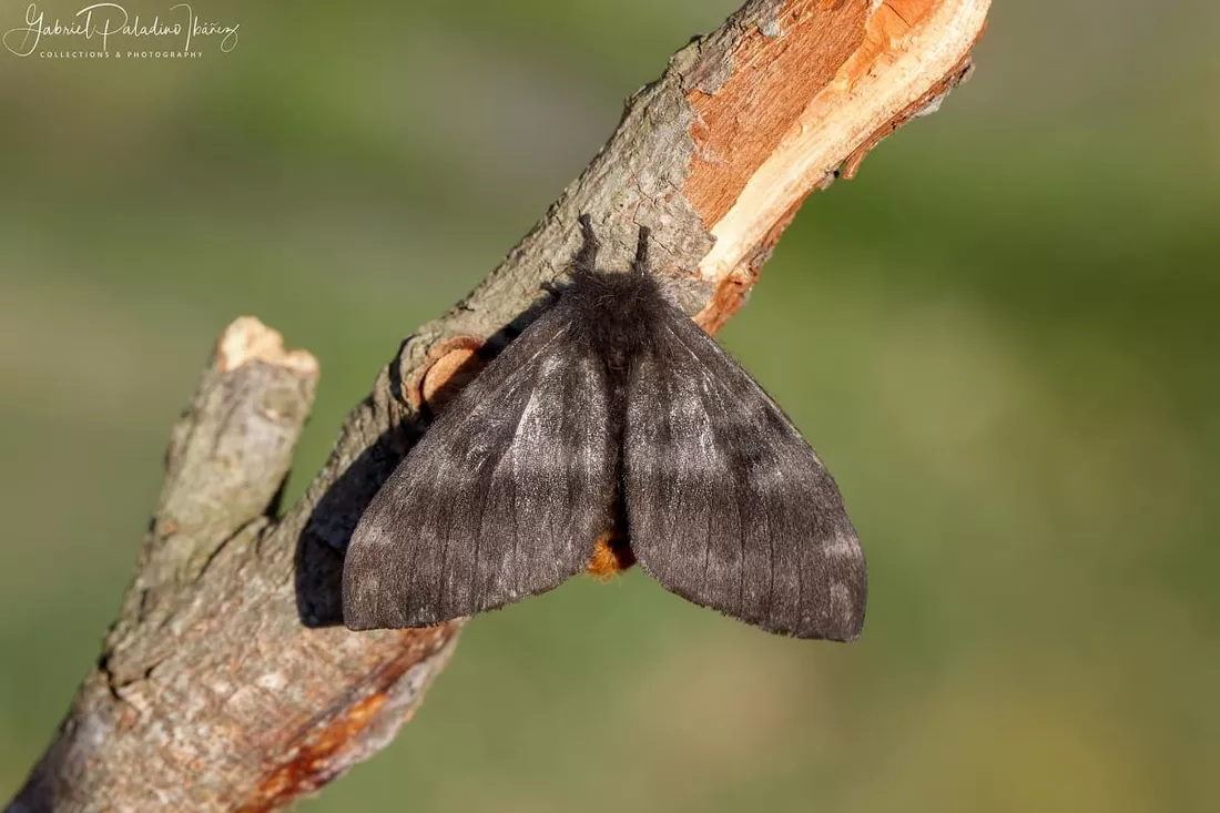 Dermatite da mariposa é assunto de palestra após registro de casos na Capital