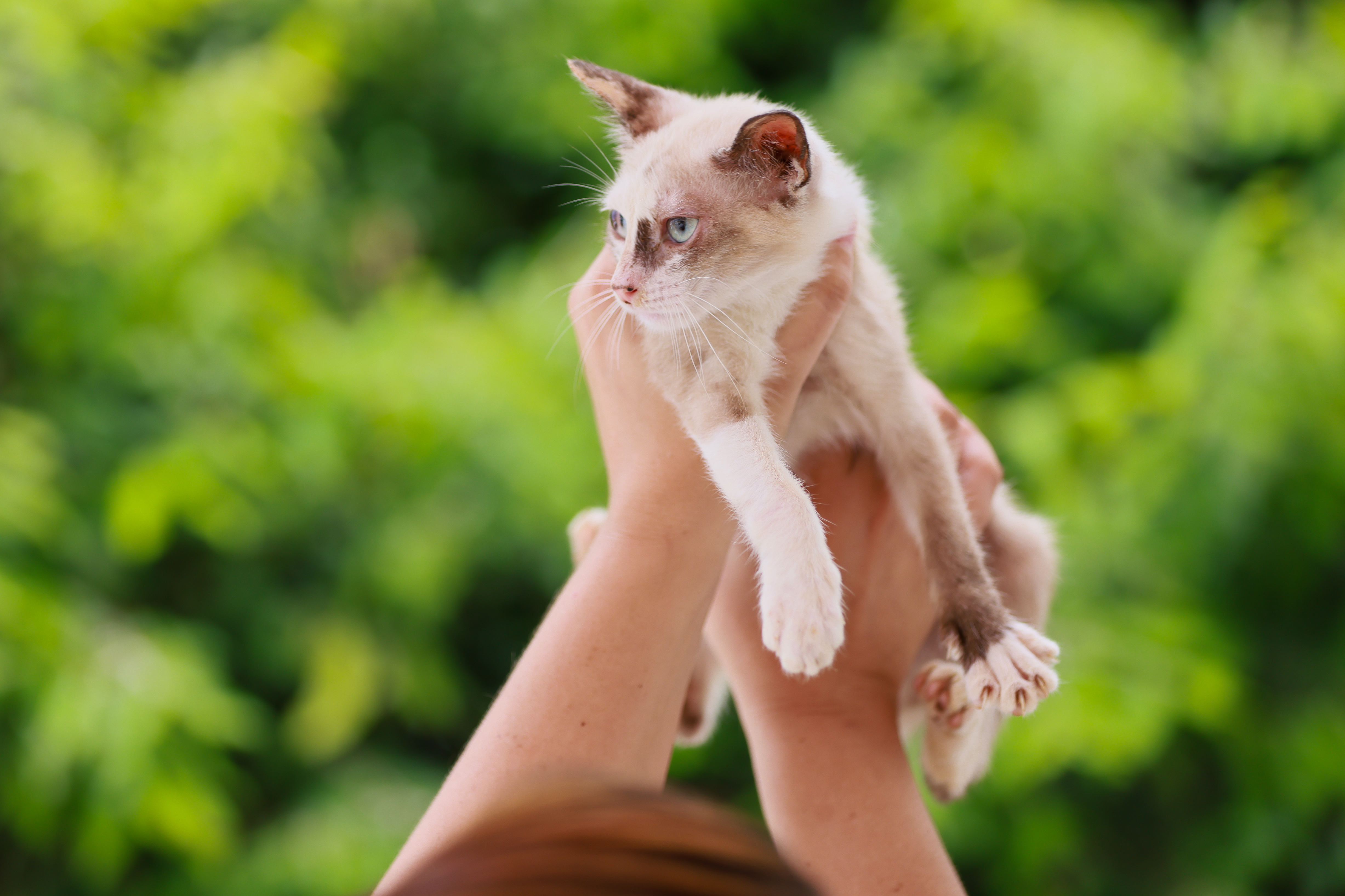 Data: 26/03/2025. Microchipagem em animais para adoção Sebem