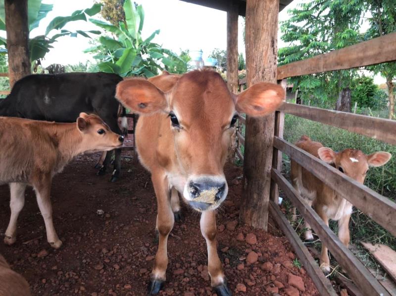 Parceria da Seder e Rancho Pitayas irá expor bezerros que melhor atendem pequeno produtor