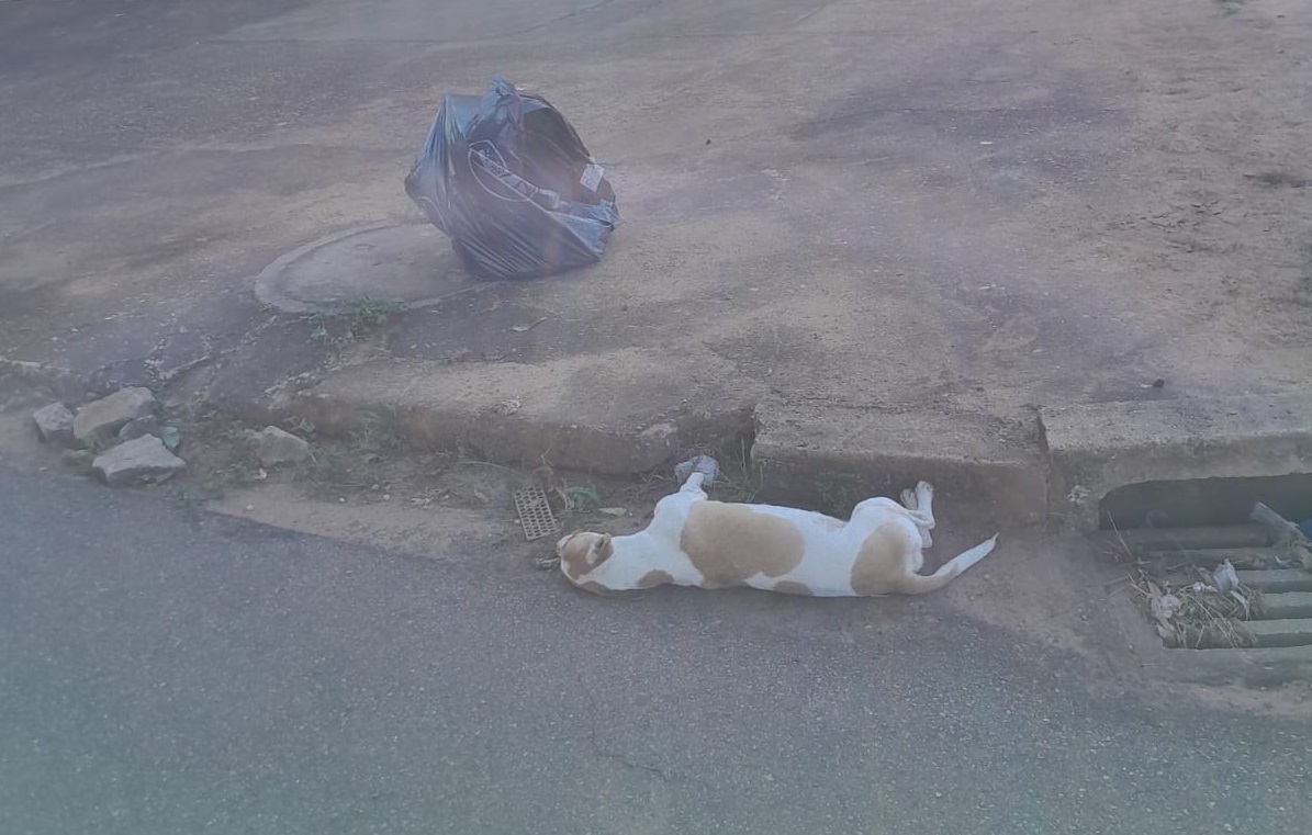 Prefeitura de Palmas oferece serviço gratuito de coleta de animais mortos nas residências