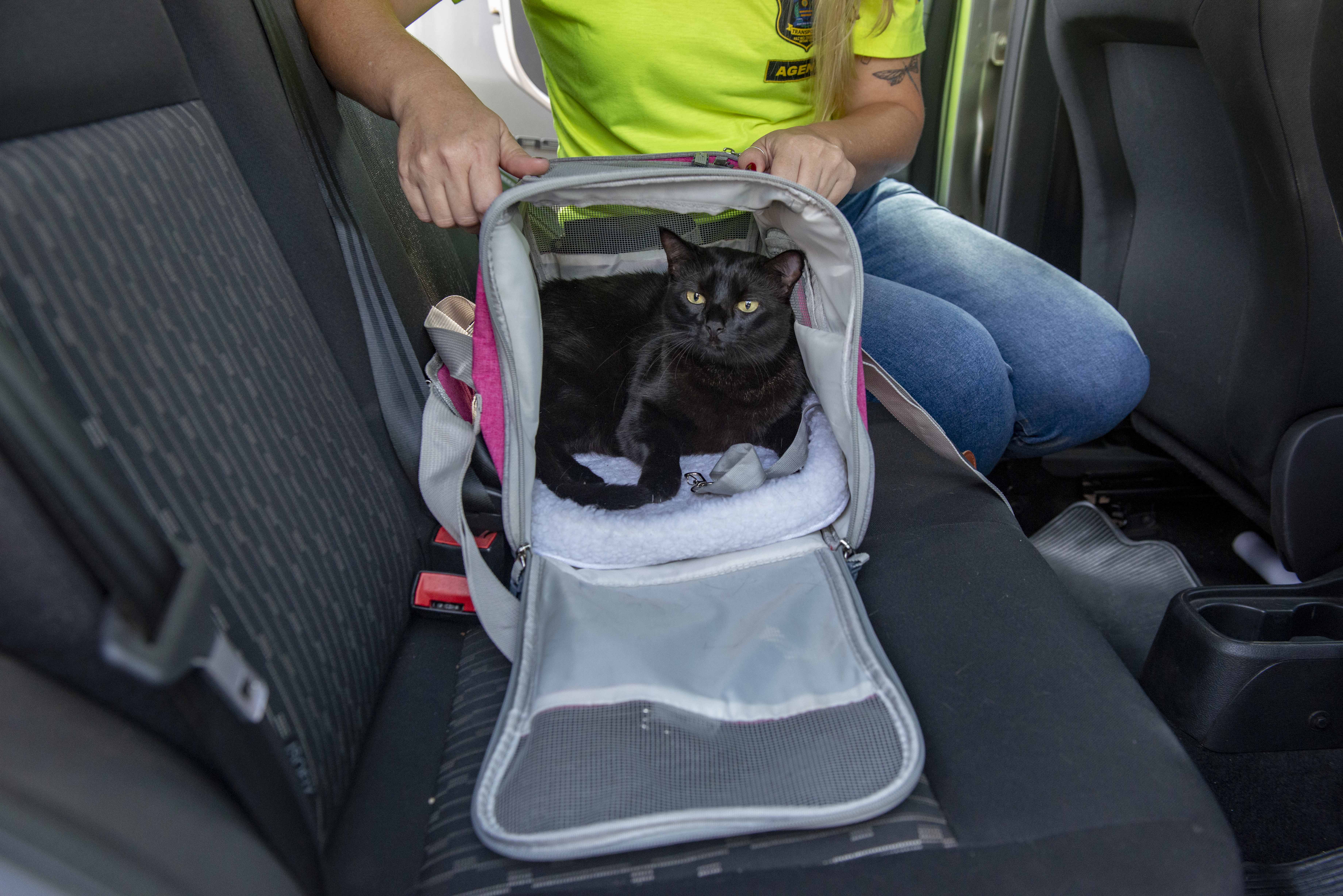 Sesmu e Procon Palmas falam sobre as normas para transportar animais domésticos