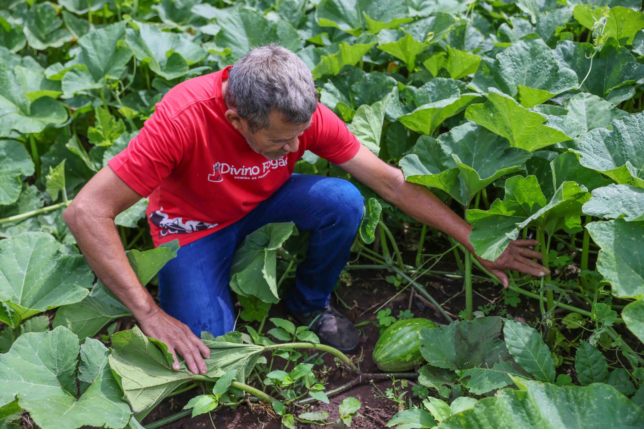Prefeitura de Palmas inicia recebimento e distribuição de alimentos do PAA
