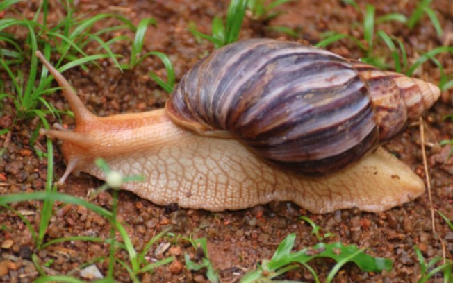 Semus alerta sobre proliferação de caramujos em tempos de chuva