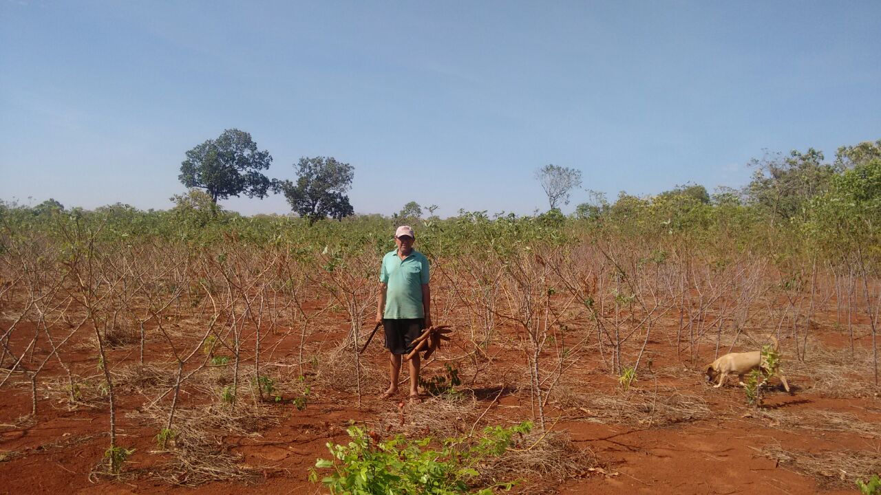 Produção de mandioca em Palmas cresce e garante mercado interno