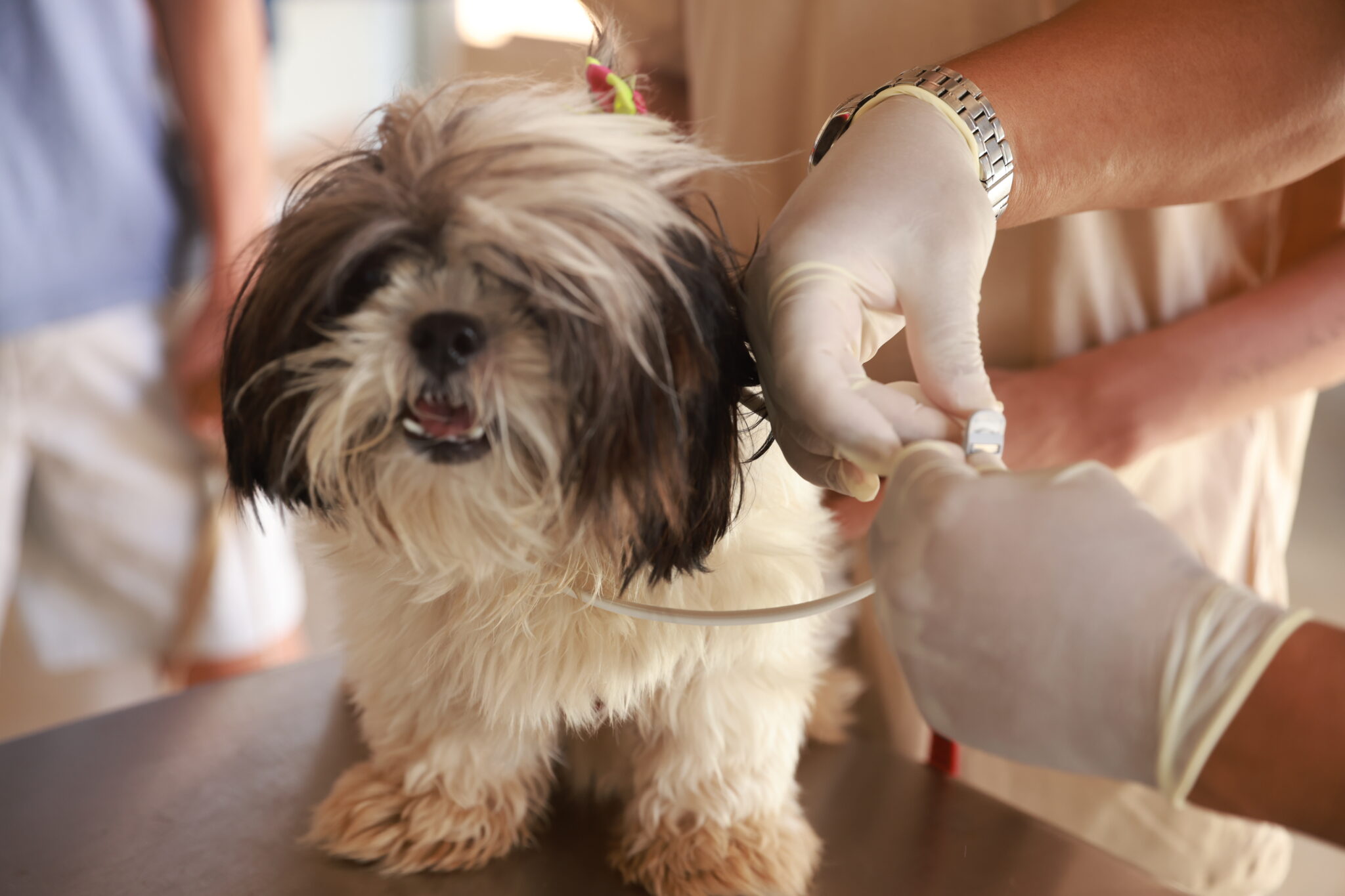 Prefeitura de Palmas promove eventos para mobilização da comunidade sobre prevenção das leishmanioses