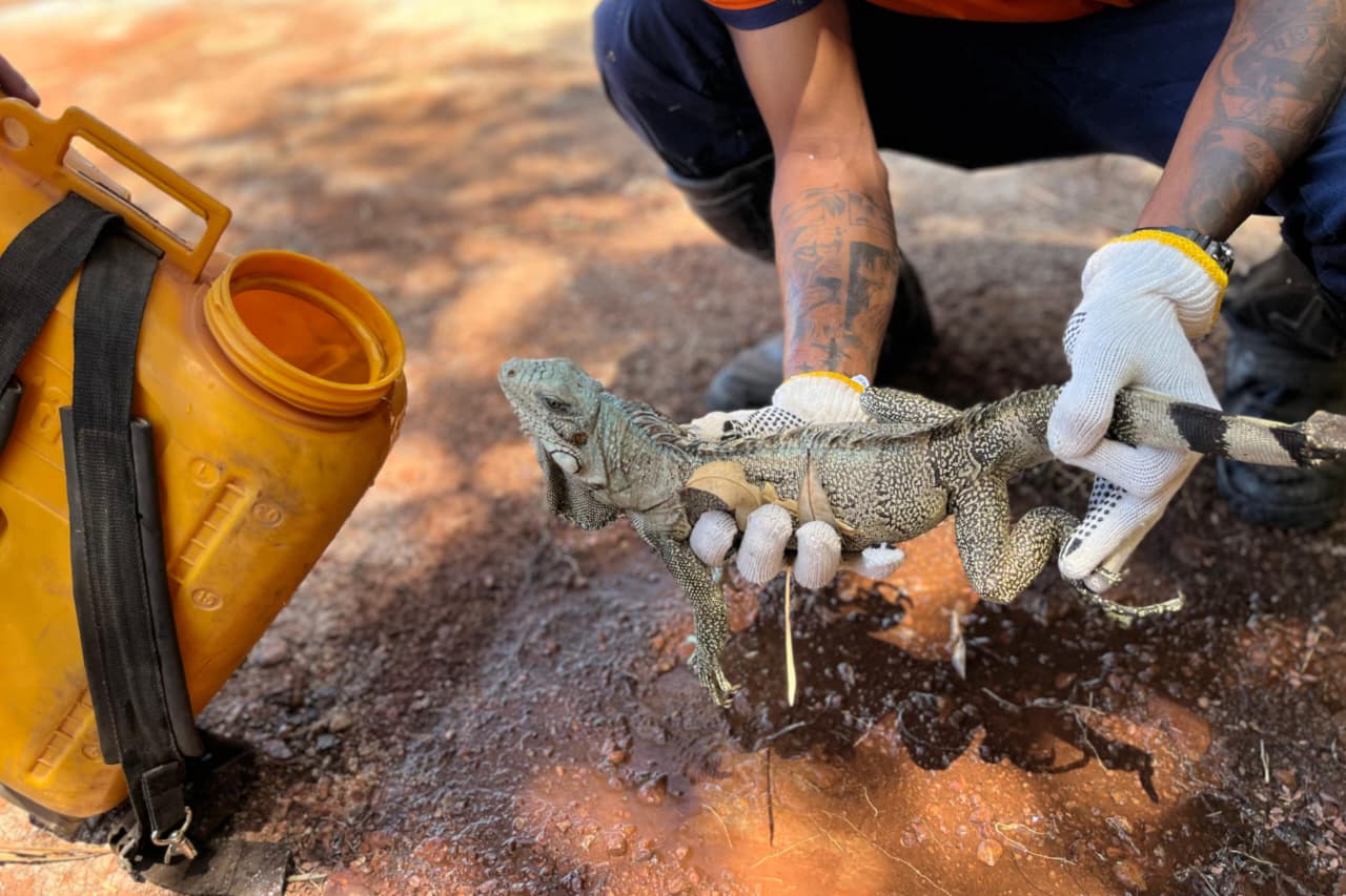 Brigadistas municipais resgatam camaleão durante combate a incêndio na região sul de Palmas