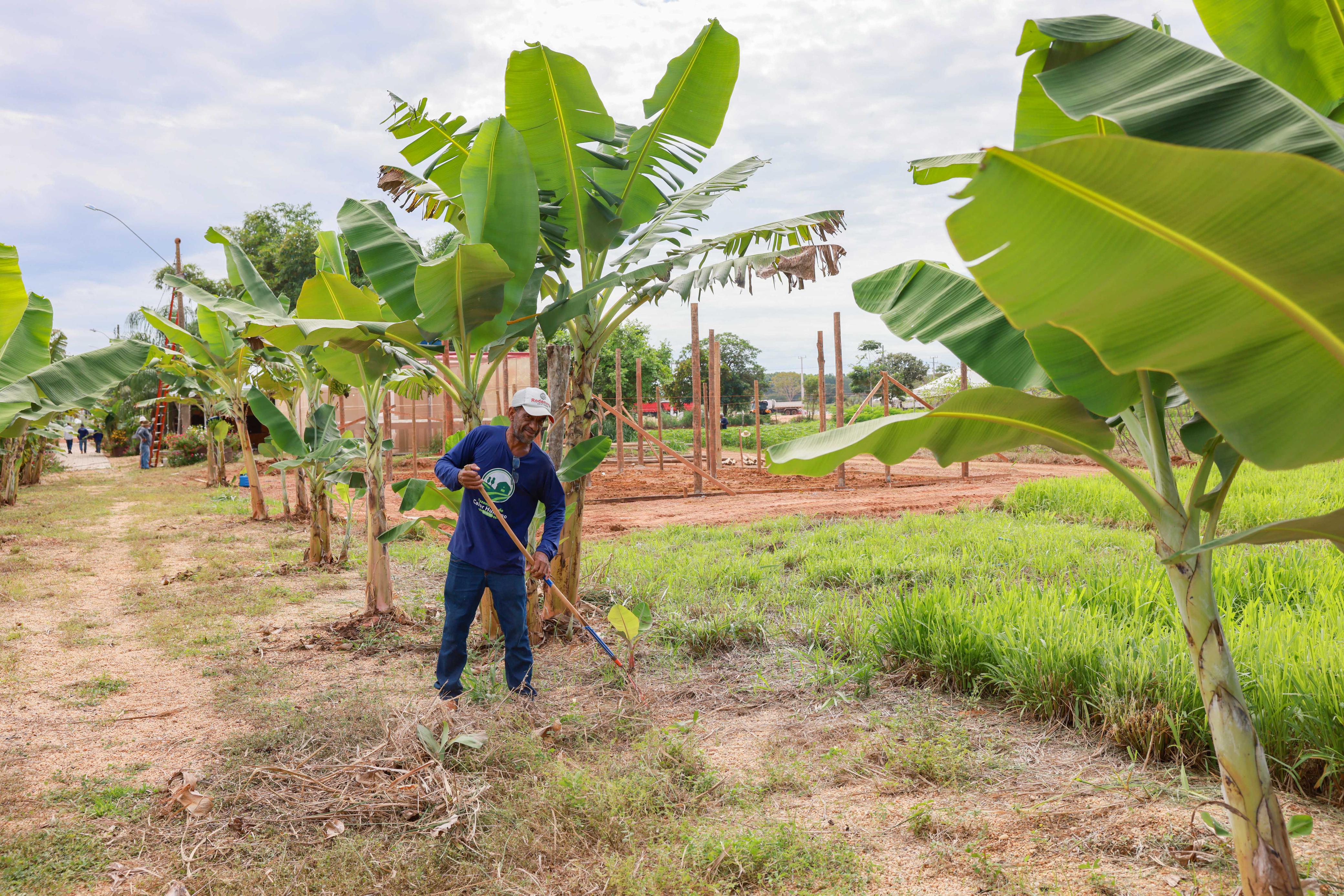 Servidor da Prefeitura  de Palmas faz a limpeza  de área destinada a produção de bananas