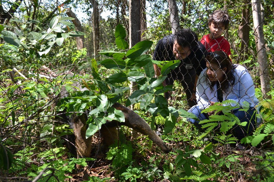 GMP resgata Tamanduá Bandeira