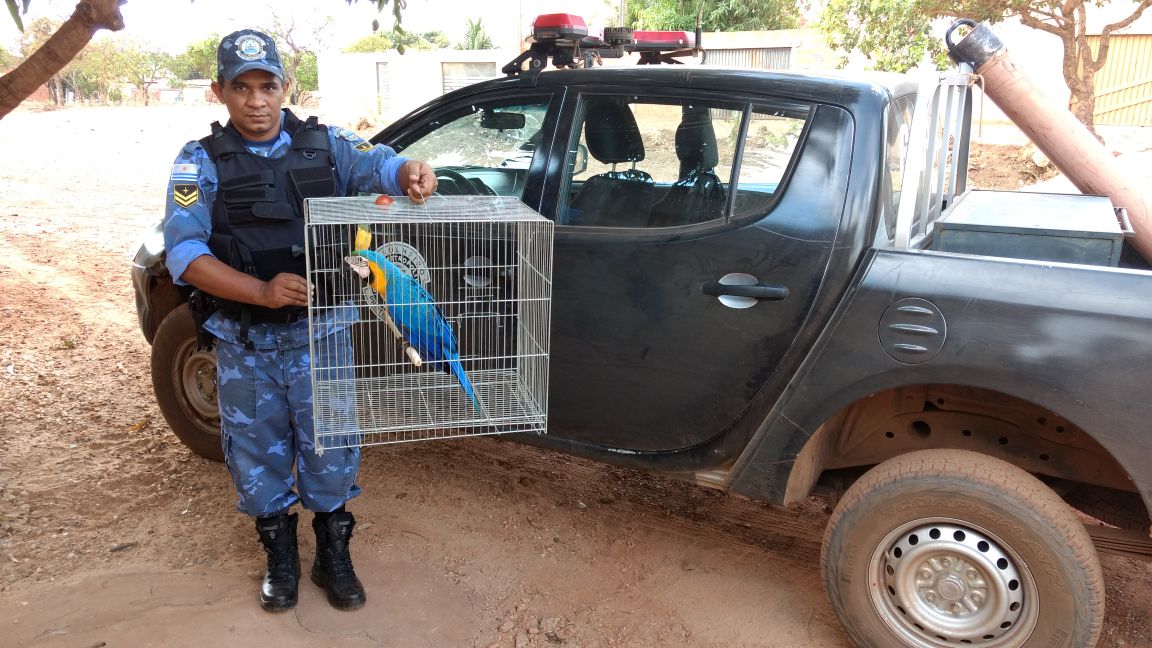 Arara Canindé e saracura são recolhidas pela equipe da fiscalização ambiental da GMP