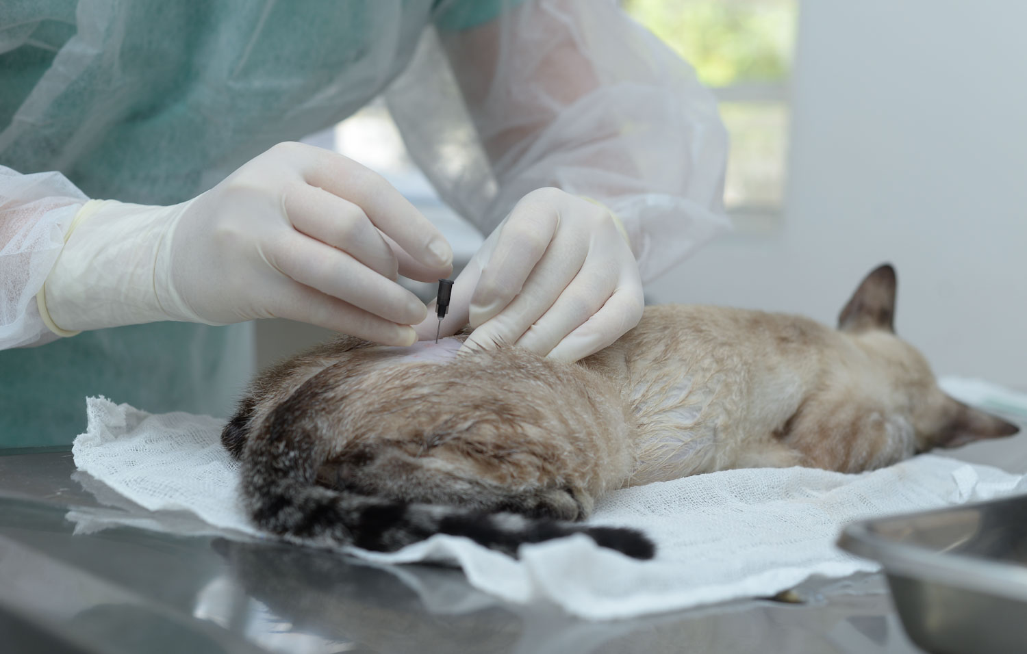 Saúde de Palmas abre agenda de castrações de cães e gatos para o mês de abril na próxima segunda-feira, 05