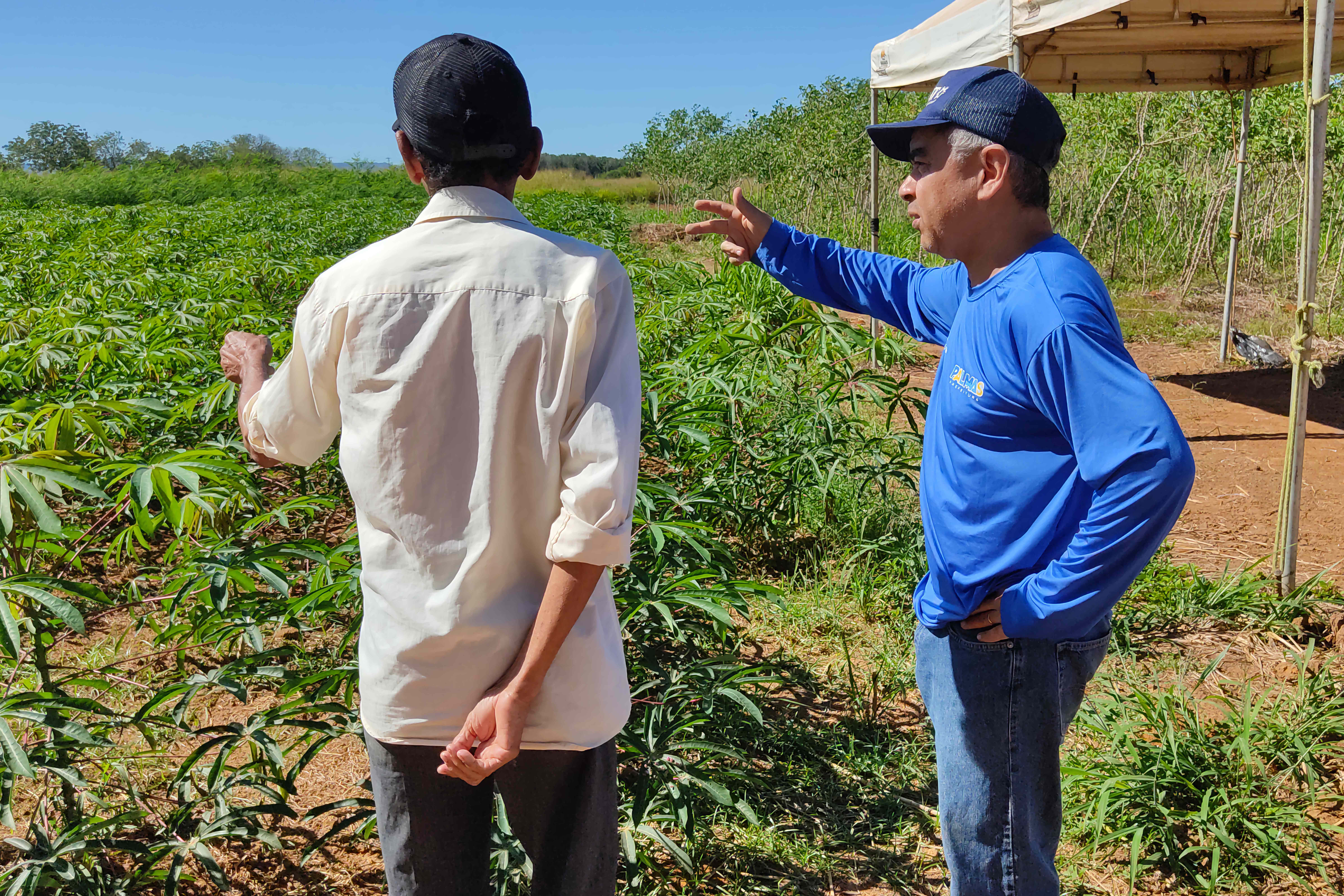 Técnico da Seasi apresenta produção de maniva em area integrada da Fazendinha da Agrotins- Foto- Júnior Suzuki