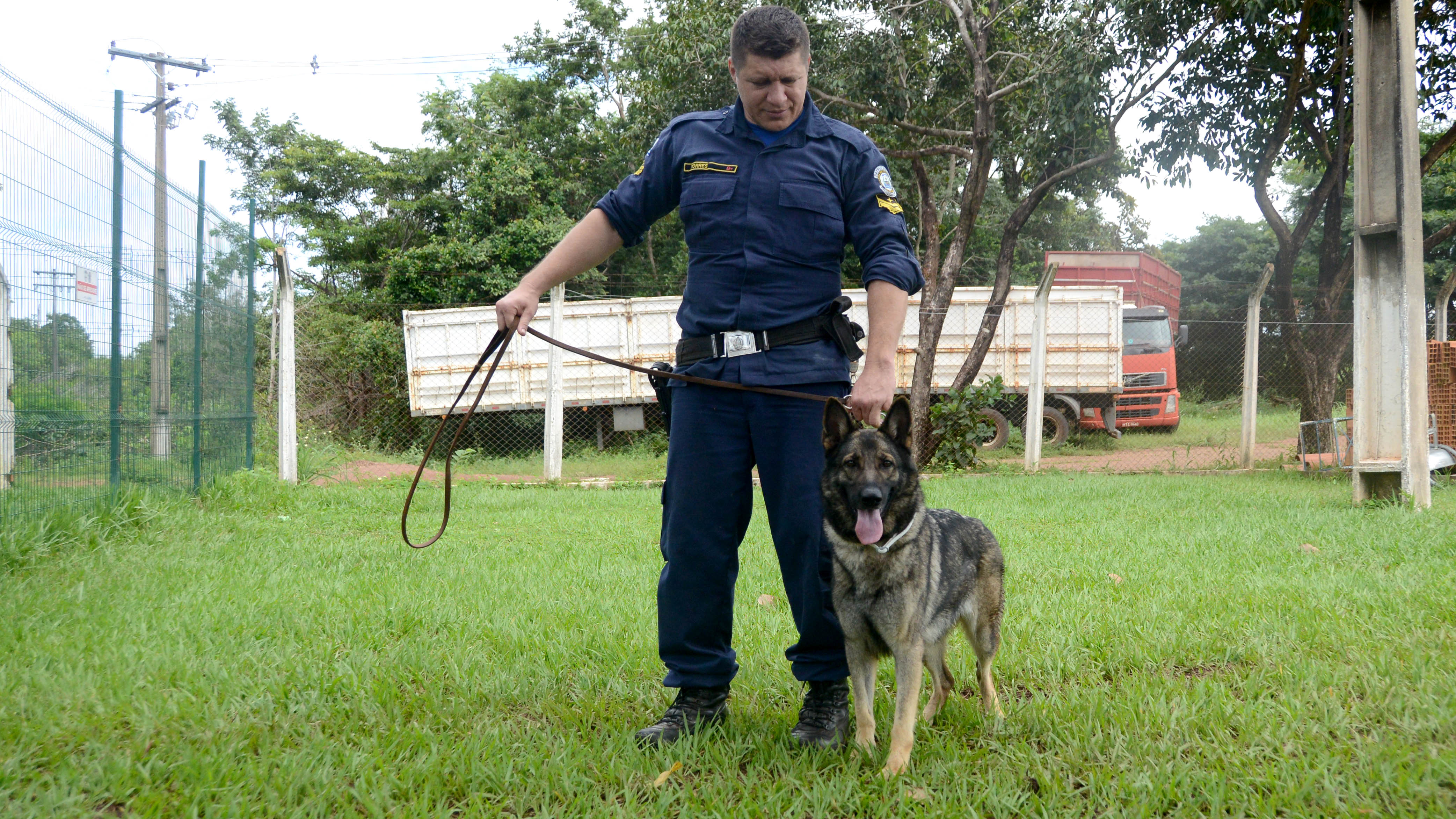 Canil da GMP recebe mais três pastores alemães para reforçar no patrulhamento da cidade