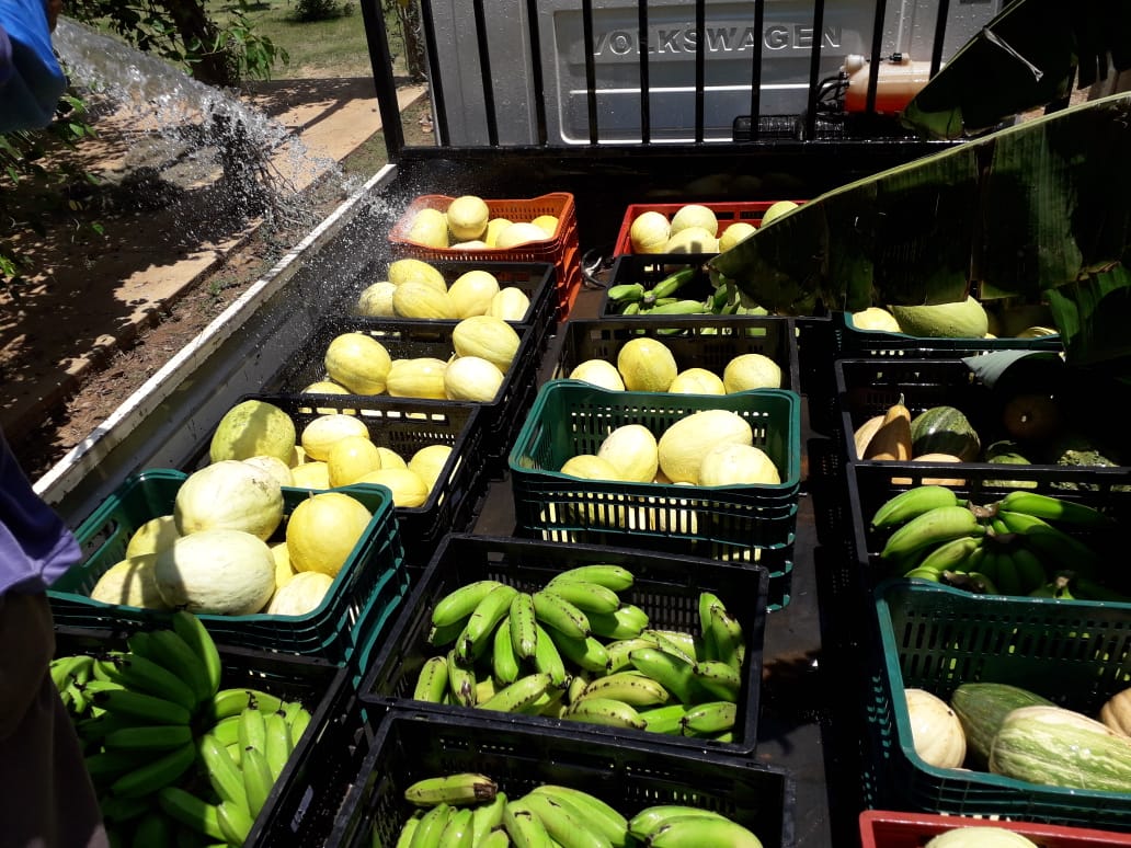 Intuituições recebem alimentos produzidos na unidade demonstrativa da Prefeitura de Palmas na área da Agrotins