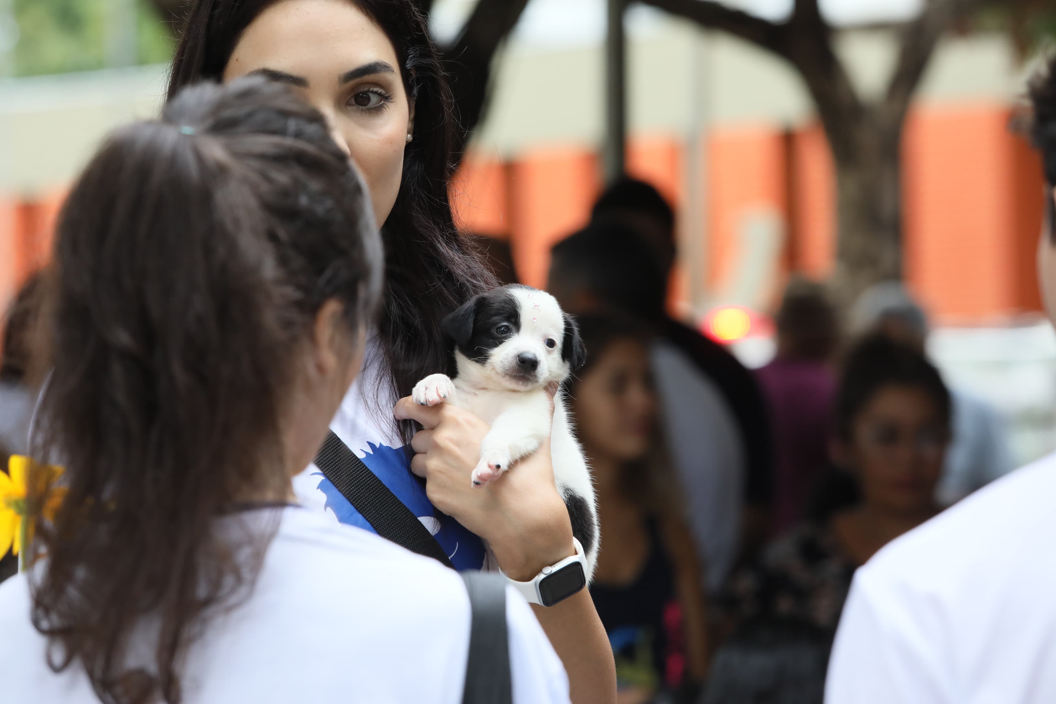 Primeira feira de adoção da Secretaria de Bem-Estar Animal

