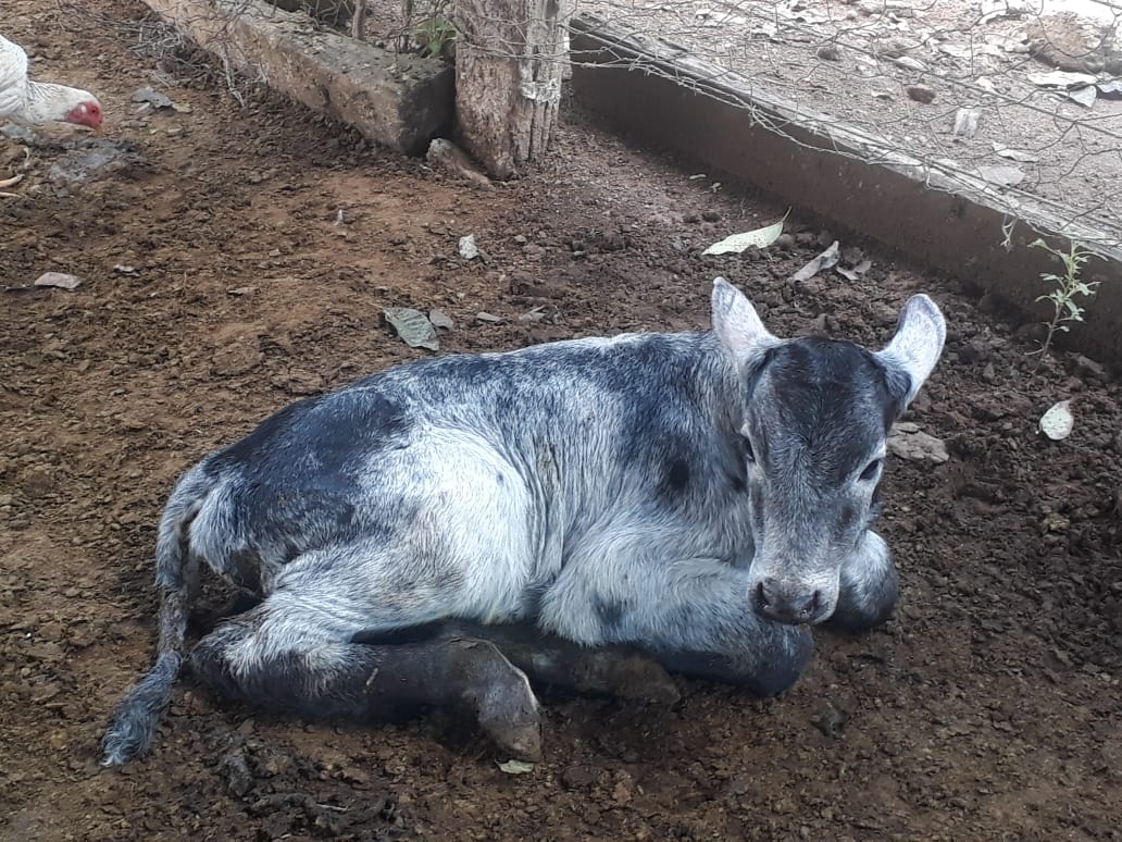 Prefeitura de Palmas vai expor animais frutos de melhoramento genético na Agrotins
