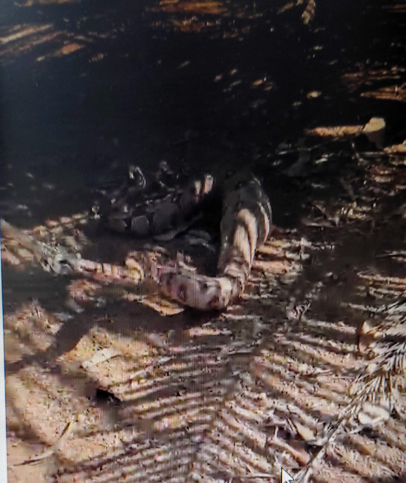 Jibóia havia engolido uma galinha antes de ser capturada pela equipe da Divisão Ambiental da Guarda Metropoliana de Palmas - Foto: divulgação