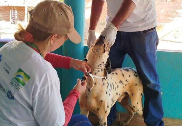 Prefeitura de Palmas realiza nova troca de coleiras repelentes para prevenir o calazar