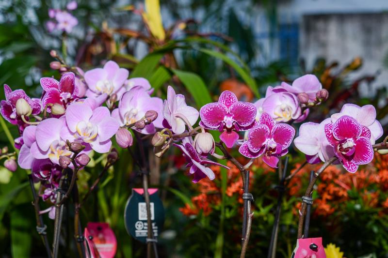 FMA participa da Exposição Jardim Encantado em Taquaruçu