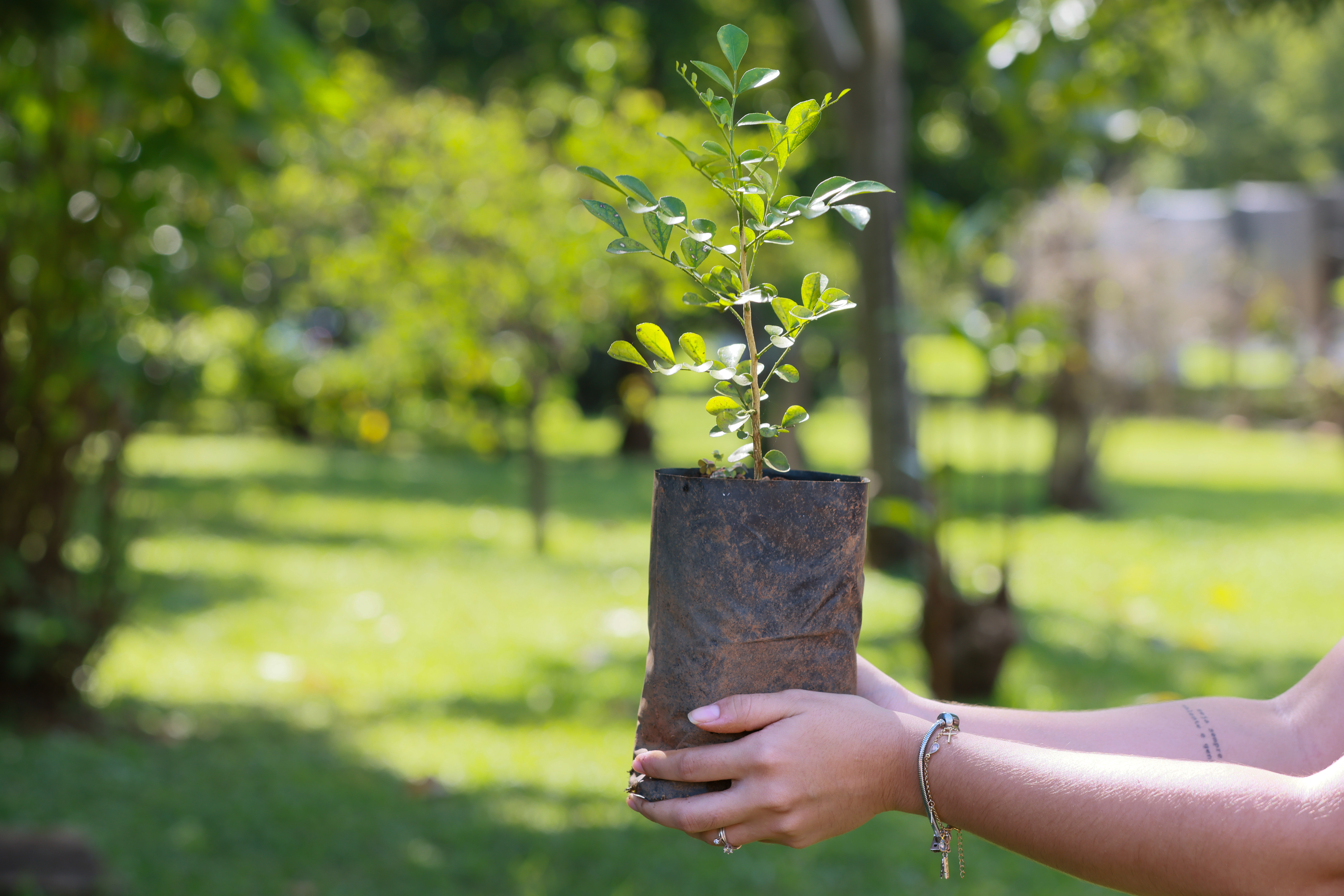 No período de estiagem, a doação de mudas no Viveiro Municipal só será permitida em casos específicos de projetos de arborização e paisagismo
