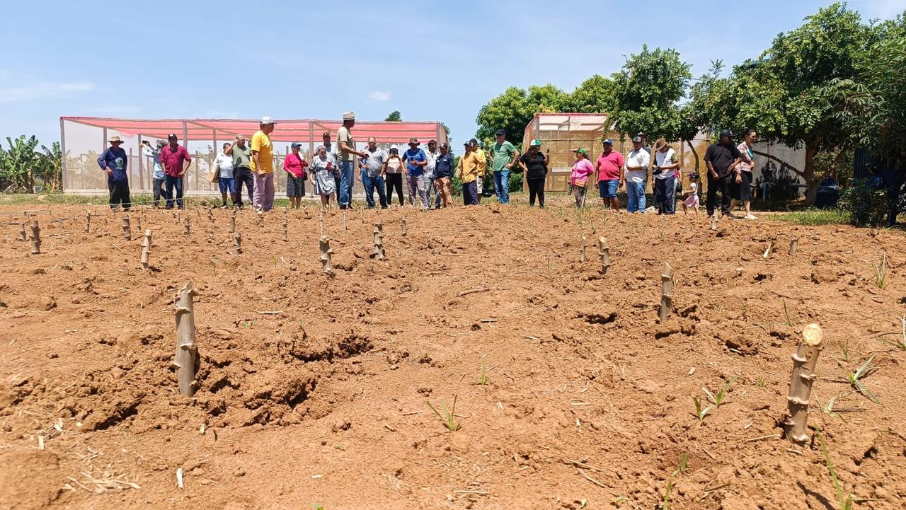 Participaram da ação produtores do P.A Sítio, P.A Serra de Taquaruçu, P.A Entre Rios, distrito de Buritirana e do setor Santa Fé - Foto: Divulgação