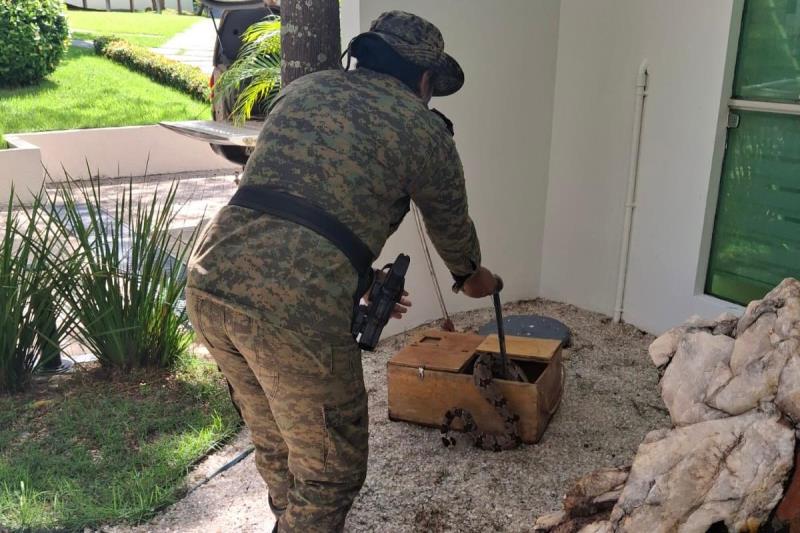 GMP recolhe duas jiboias da espécie arco-íris na área urbana de Palmas