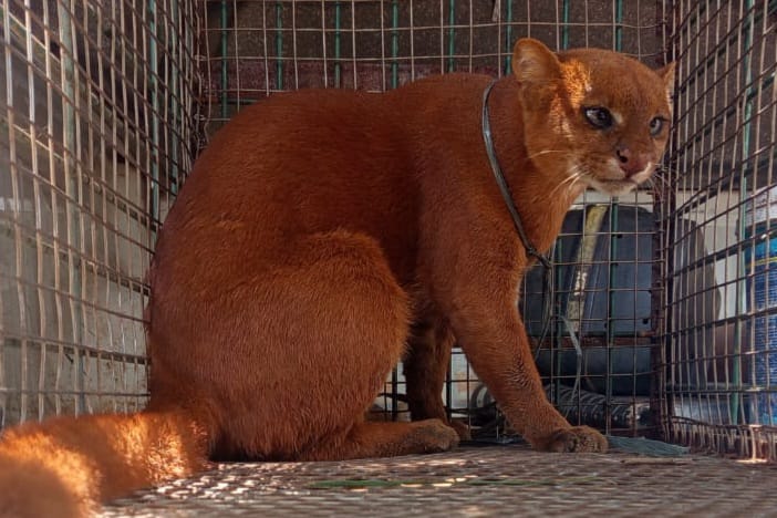 Guarda Metropolitana captura gato selvagem em condomínio na região norte de Palmas