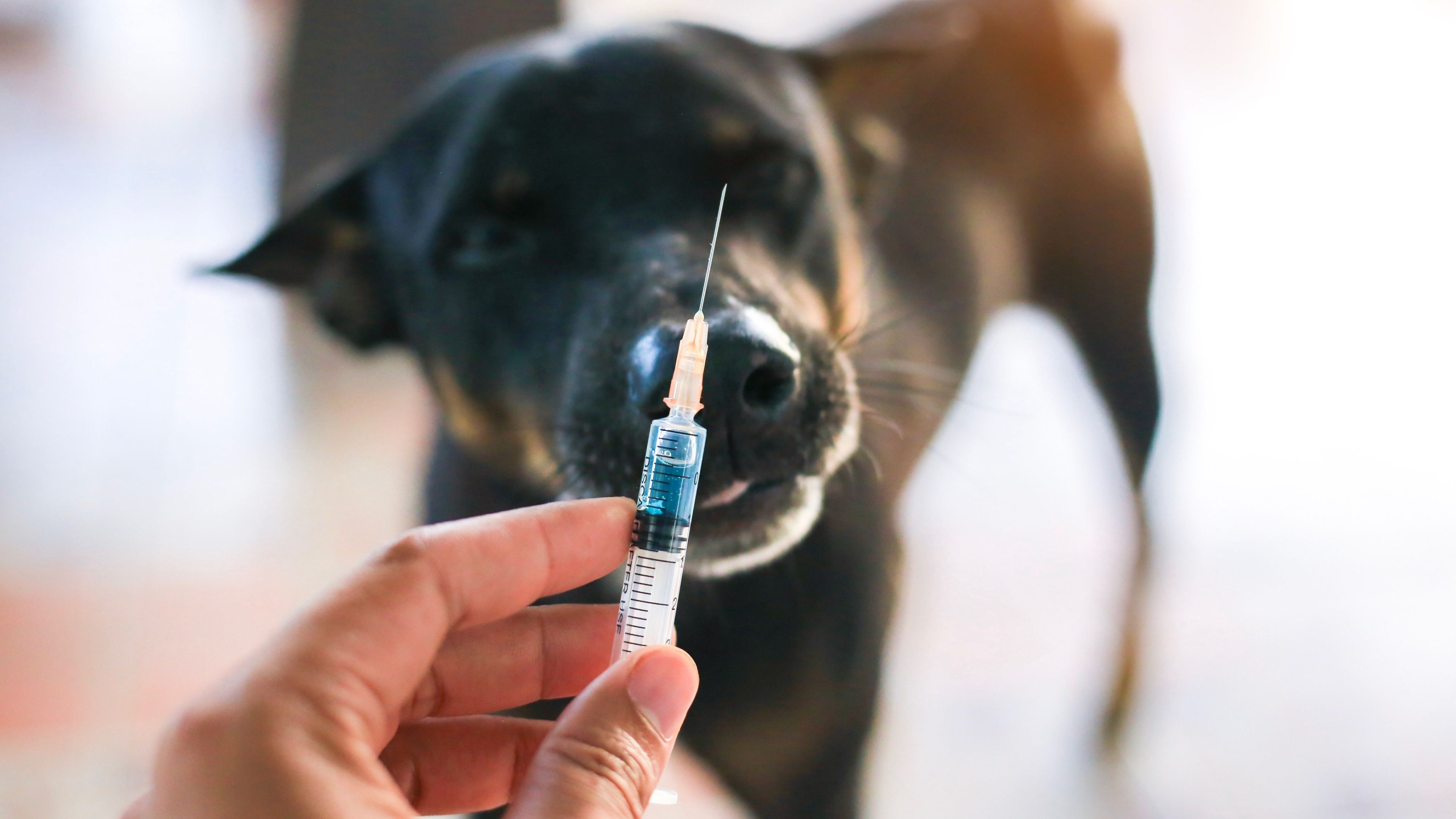 Durante o Palmas Cuida Mais, animais passarão por triagem para receber microchip, vacinas e orientações preventivas