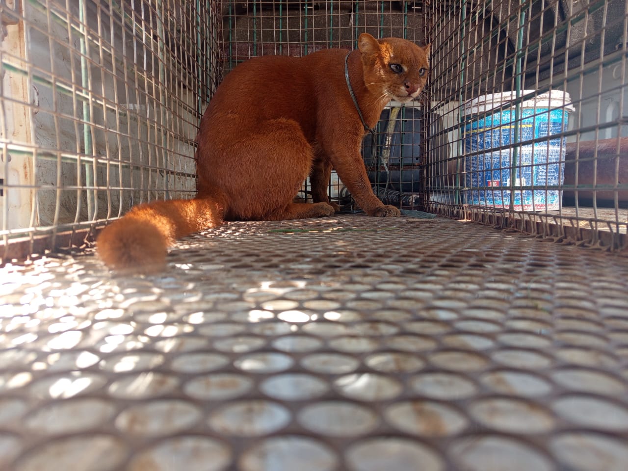 GMP captura gato-ourisco na região norte de Palmas
