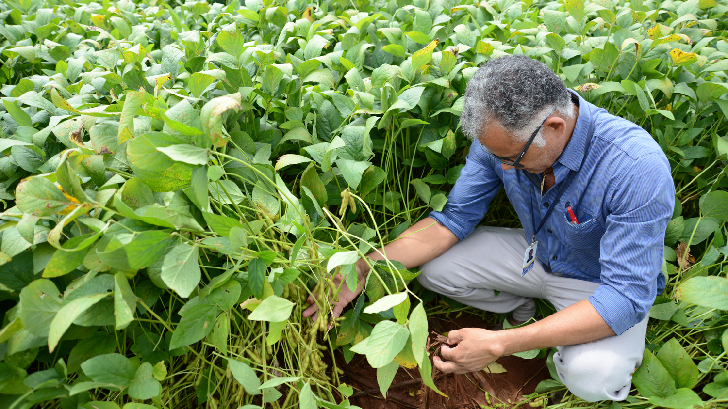Dia de Campo orienta produtores sobre vantagens da integração lavoura e pecuária