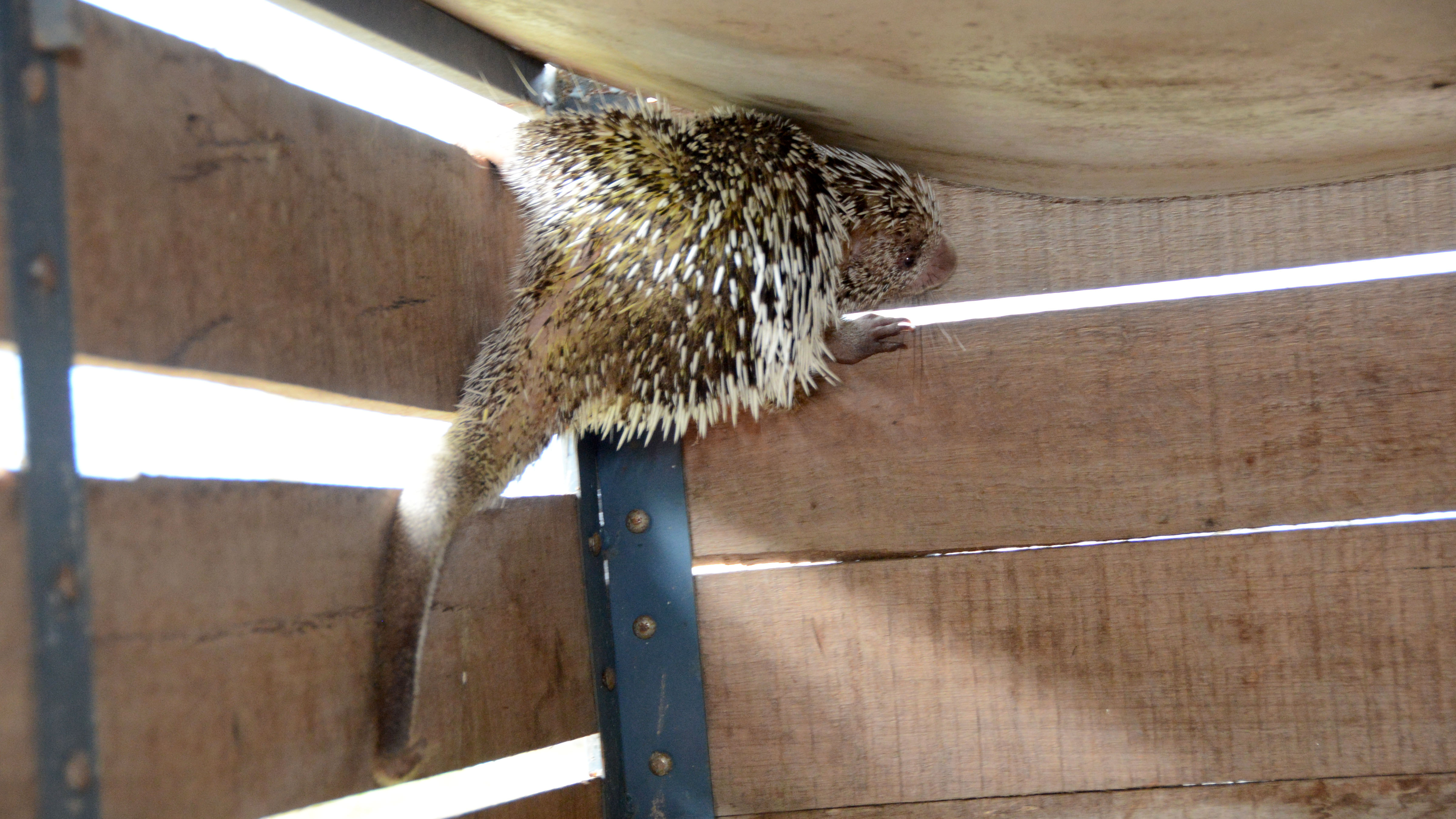  GMP é referência na captura e manejo de animais silvestres em Palmas