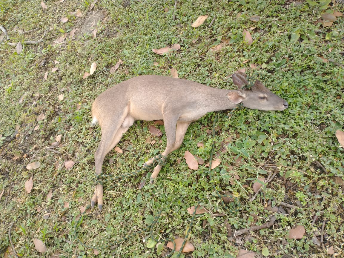 Animal silvestre é resgatado em condomínio residencial na região sul de Palmas