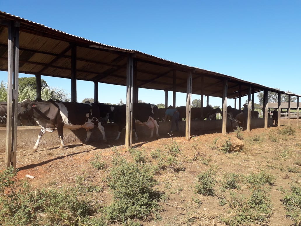 Matrizes inseminadas pelo programa de Melhoramento Genético do Rebanho Leiteiro de Palmas passam por acompanhamento
