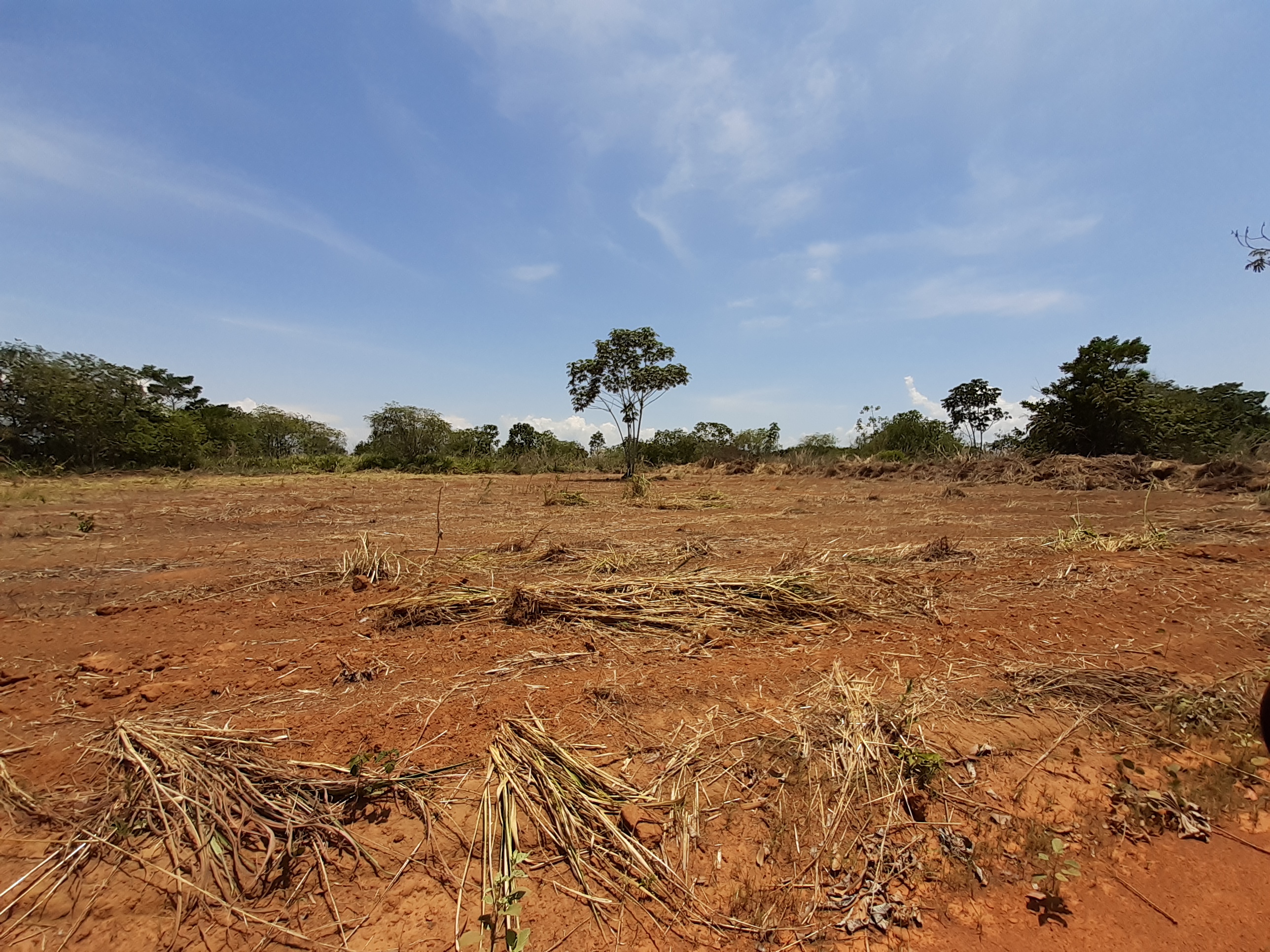 Fazendinha Calor Humano terá cultivo de milho e arroz que serão destinados para as escolas de Palmas