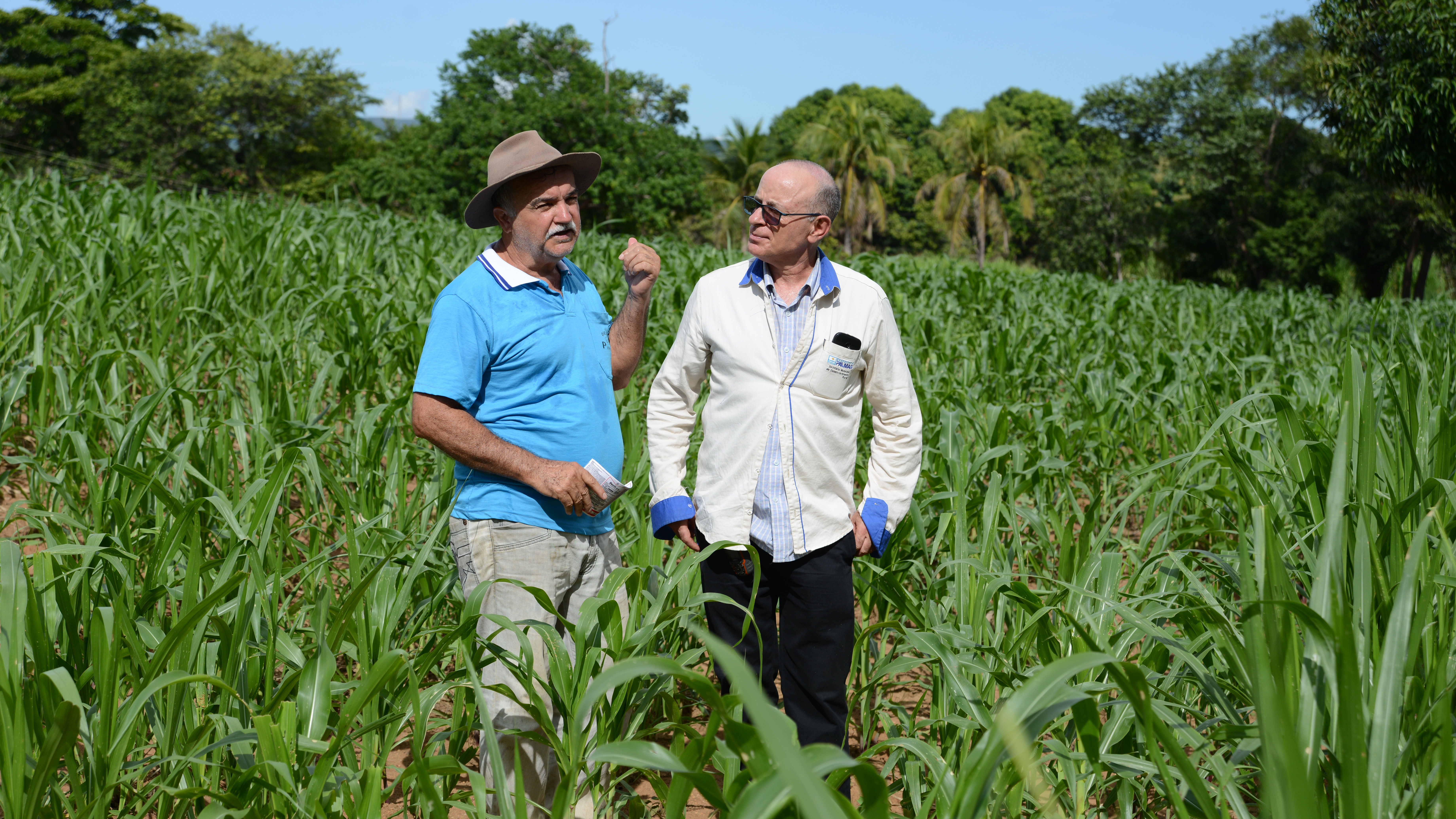 Seder conduz projetos com capim que pode garantir melhora da produção de leite em propriedades familiares