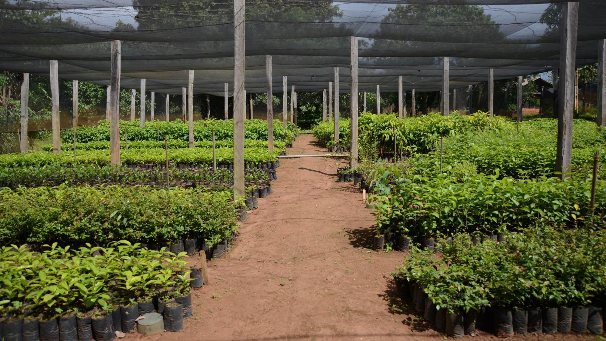 Viveiro Educador produz e distribui gratuitamente mudas de árvores frutíferas e nativas
