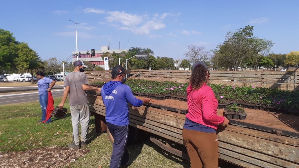Para revitalização de paisagismo, canteiros públicos da Capital recebem mudas de vincas