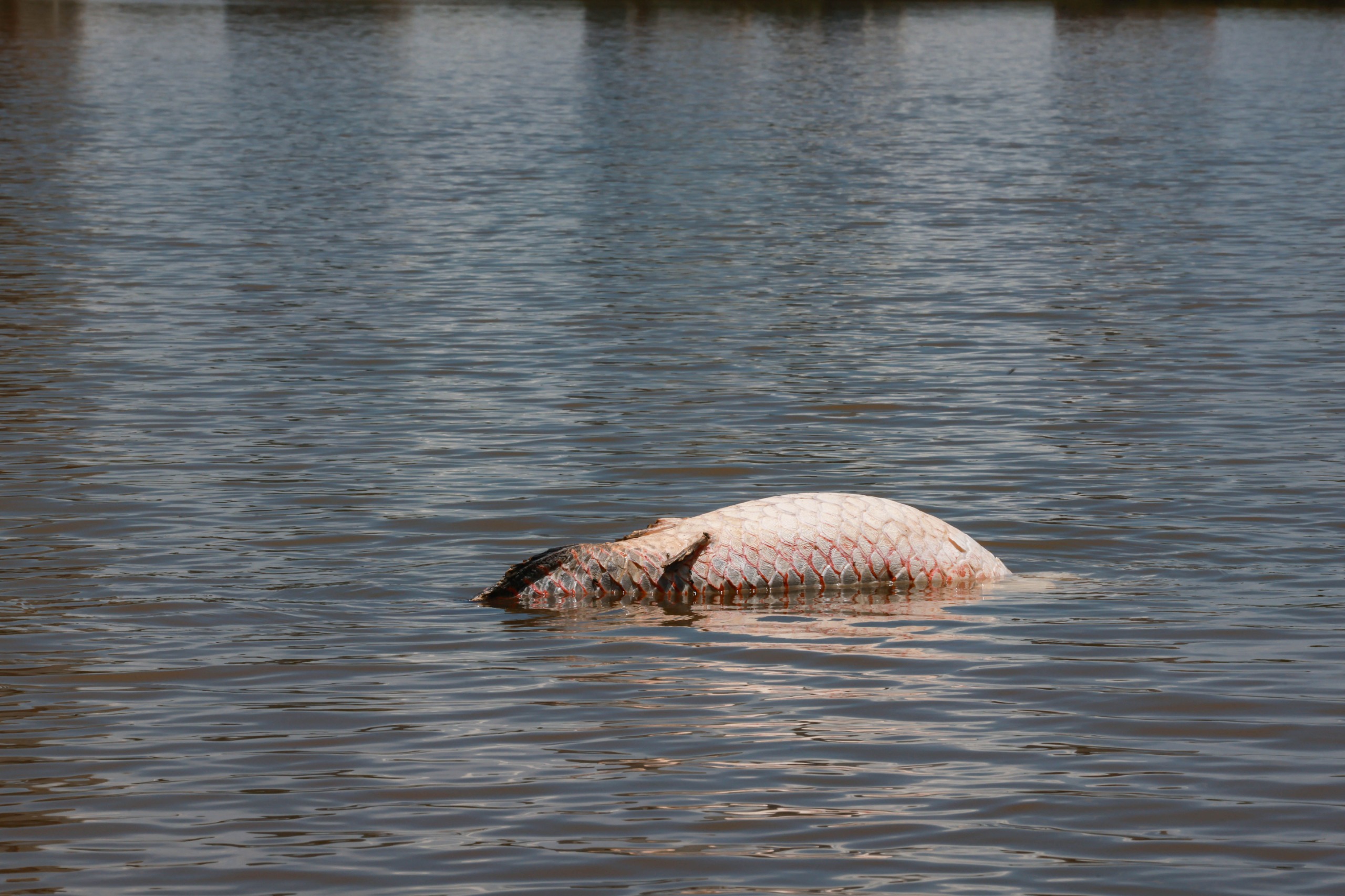 Pirarucu foi encontrado boiando em lago do Cesamar, nesta terça, 18