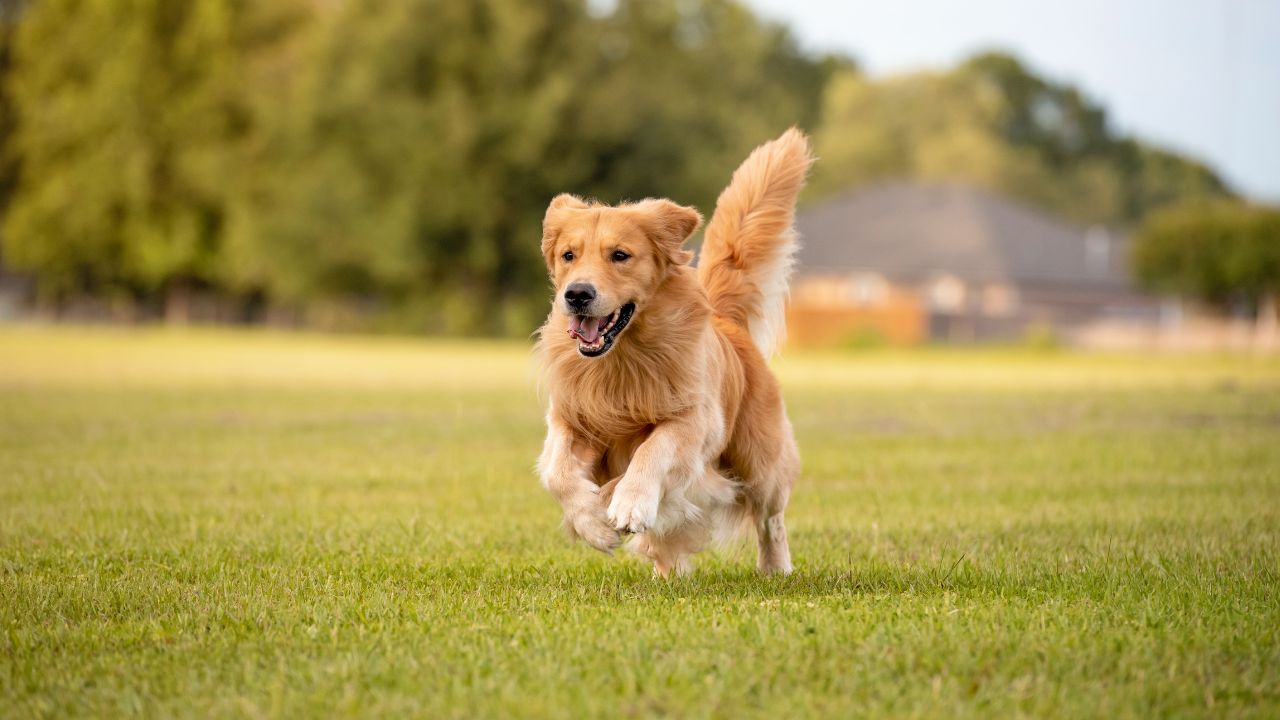Prefeitura de Palmas destaca importância da nova lei para transporte aéreo de cães e gatos