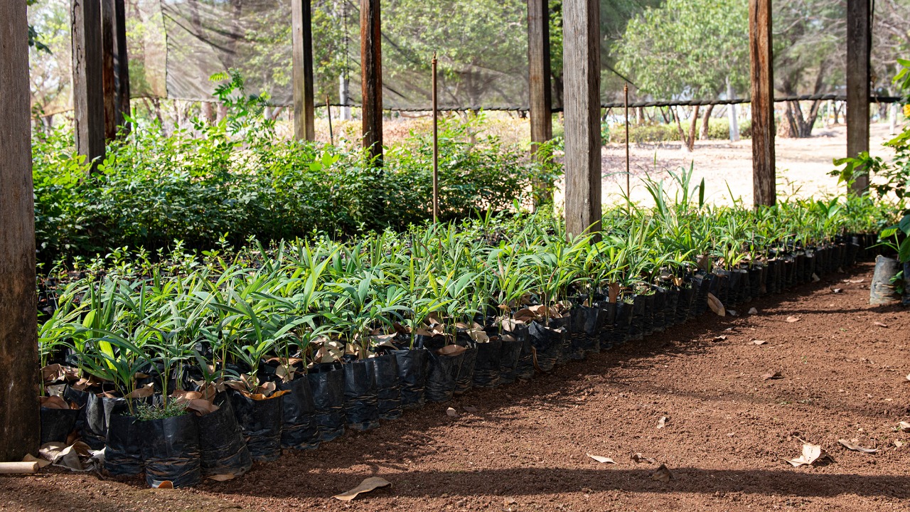 PPA 2022-2025: Câmara Técnica pontua importância do planejamento na gestão do meio ambiente