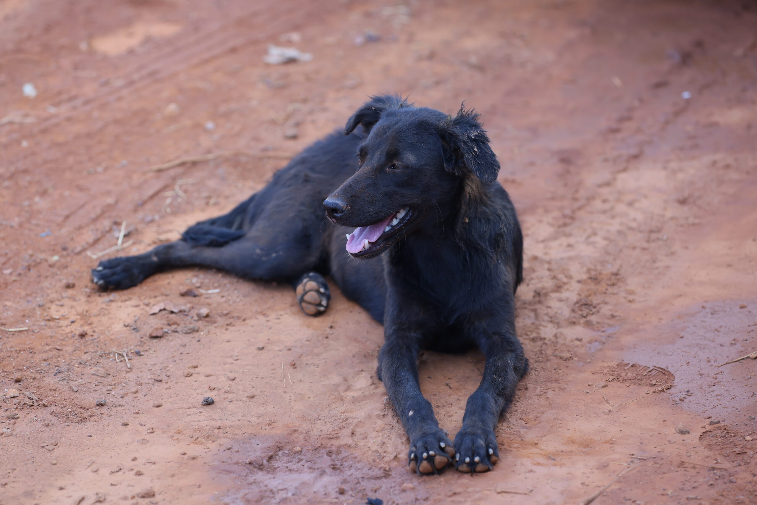 Prefeitura de Palmas inicia mobilização do Dezembro Verde para conscientizar sobre abandono de animais