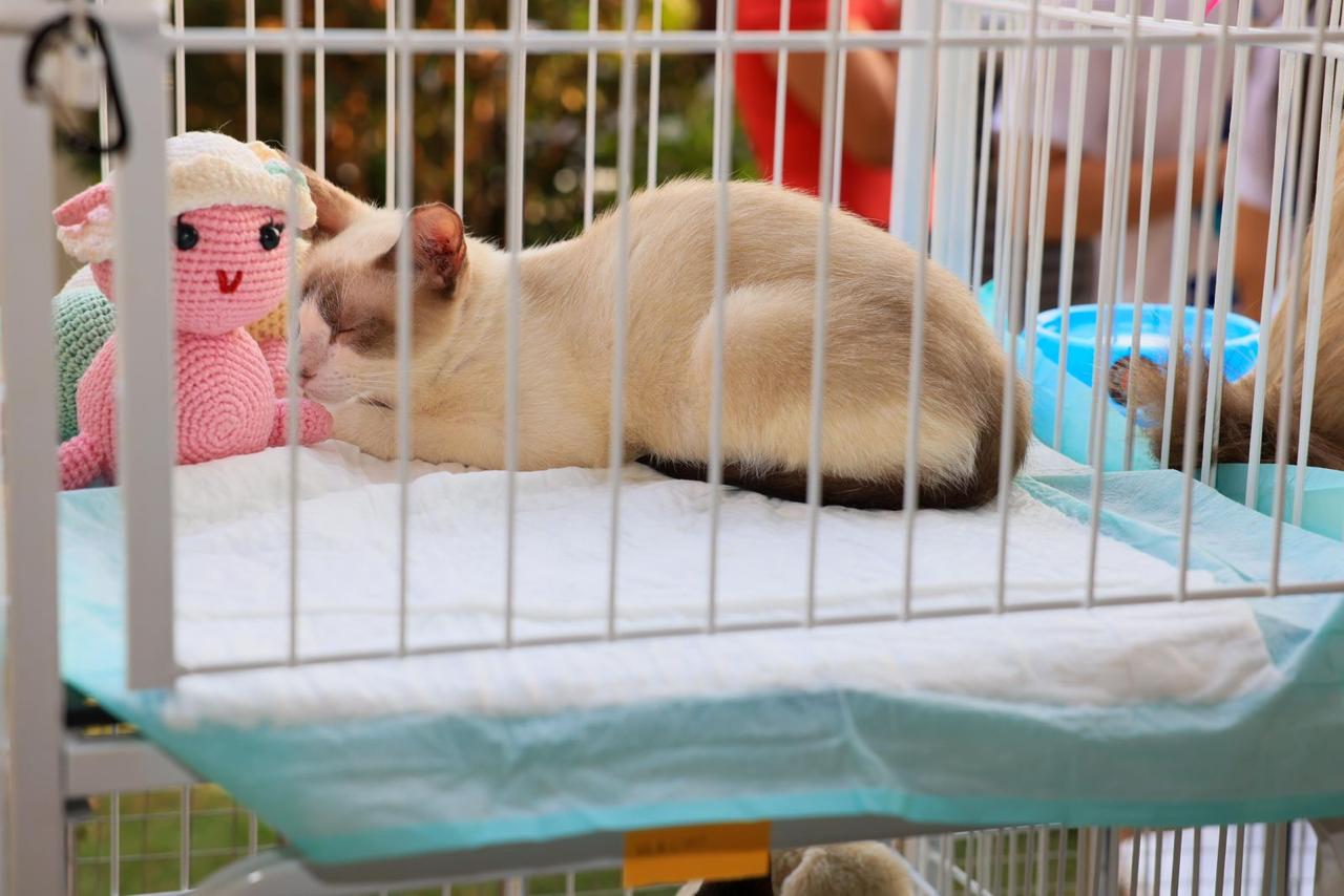 Evento de adoção promovido pela Prefeitura de Palmas reúne cães e gatos prontos para um novo lar