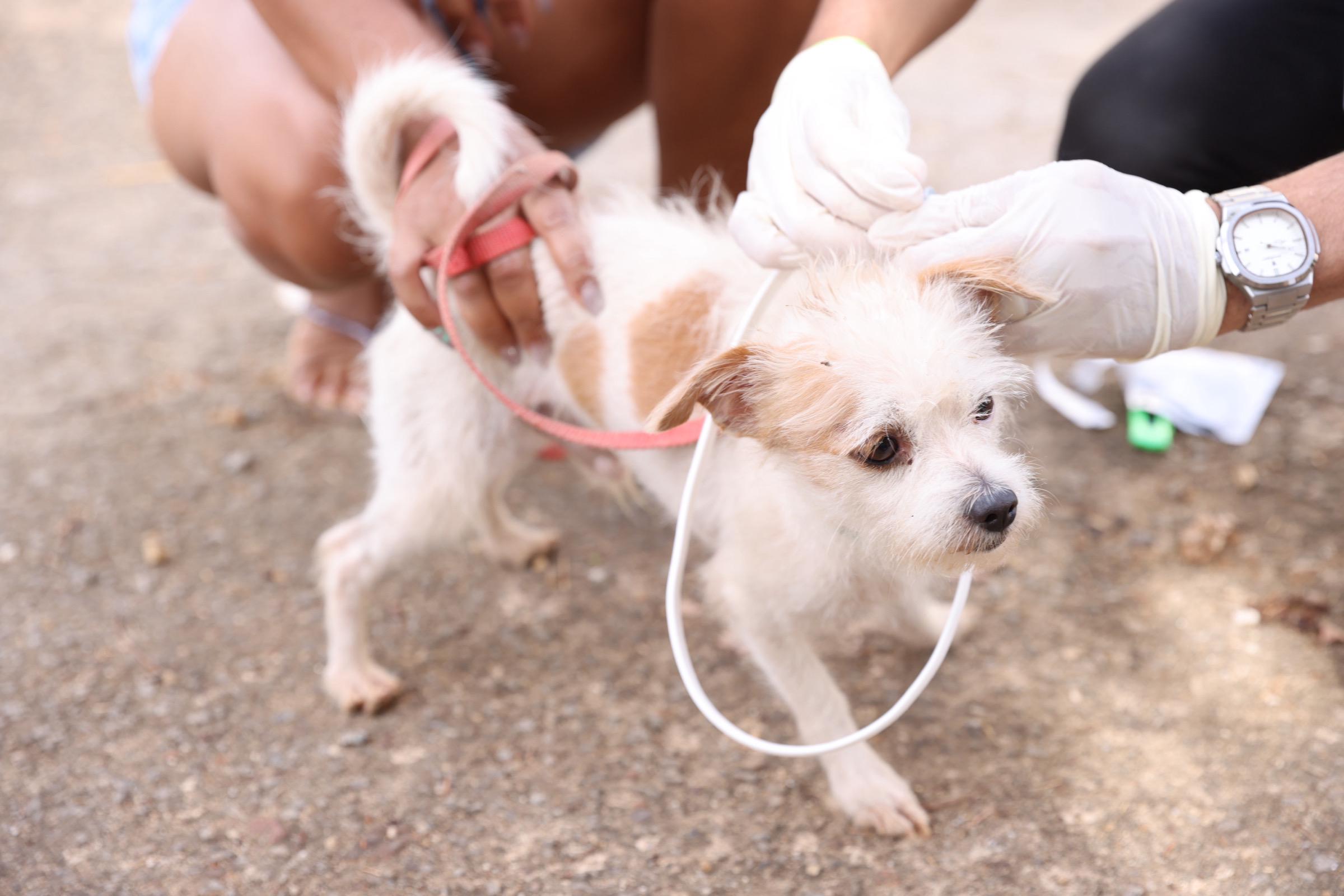 Ação teve como foco os cães de moradores de quadras específicas das regiões norte e centro-sul da Capital