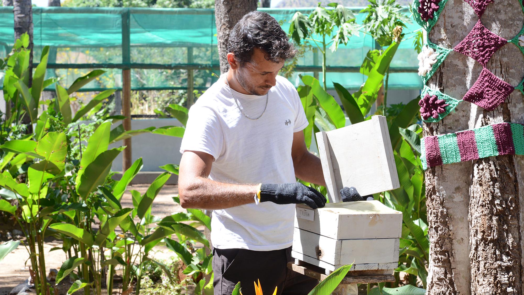 Dia Técnico de Agroecologia ensinará como multiplicar enxames e colher mel de abelhas sem ferrão